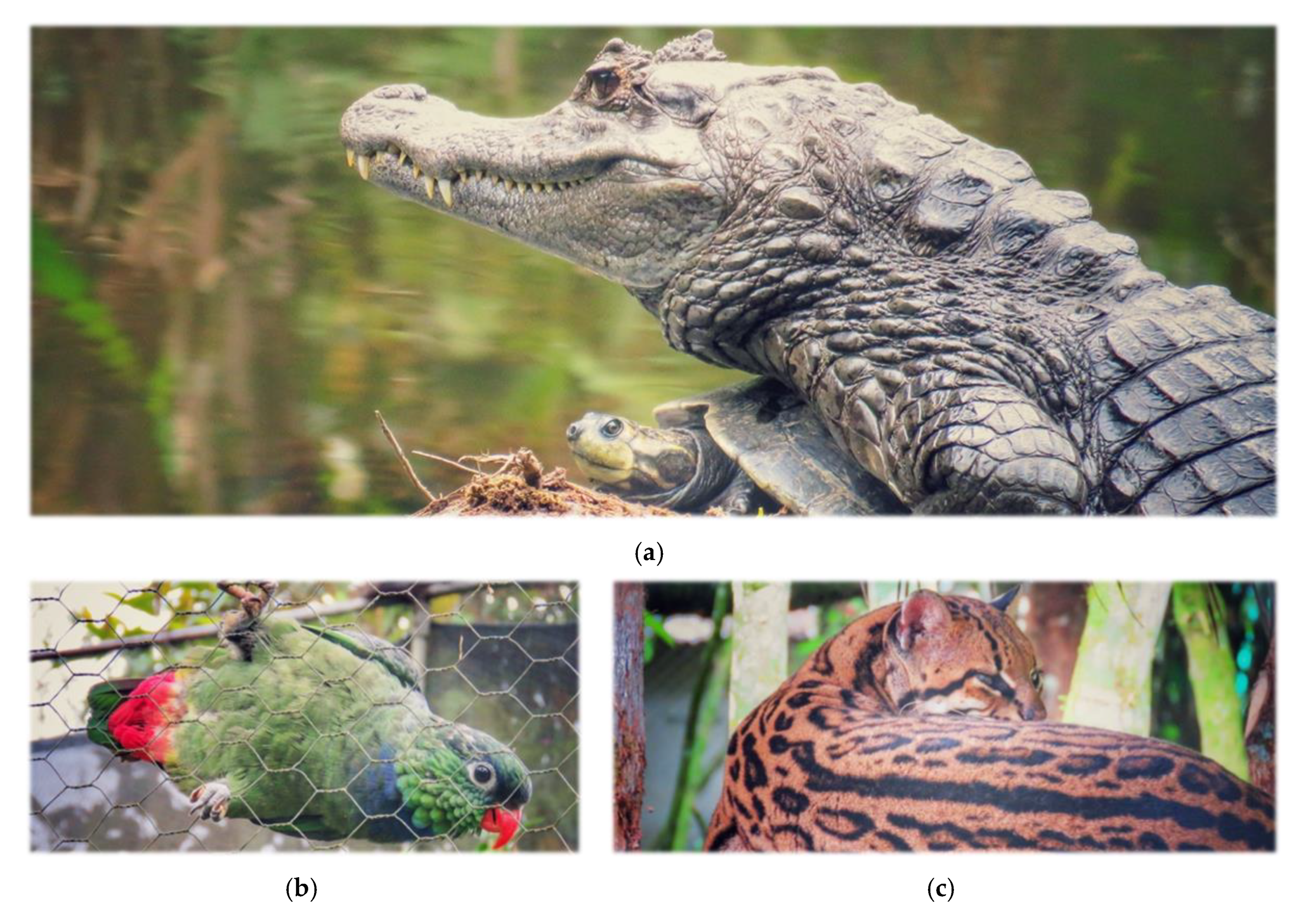 Diversity 12 00315 g003