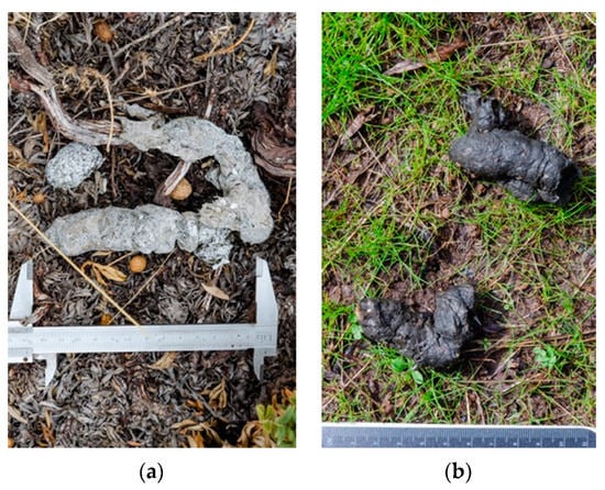 Diversity 12 00317 g0a1