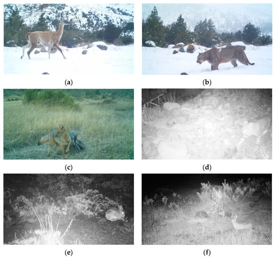 Diversity 12 00317 g0a2