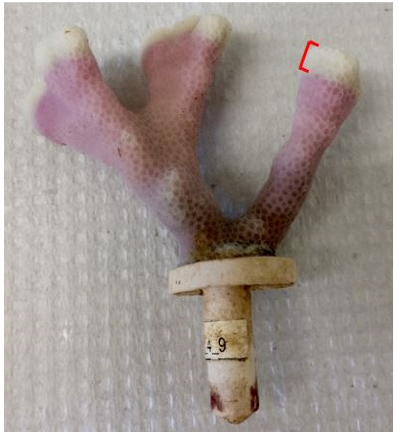 Diversity 12 00347 g002