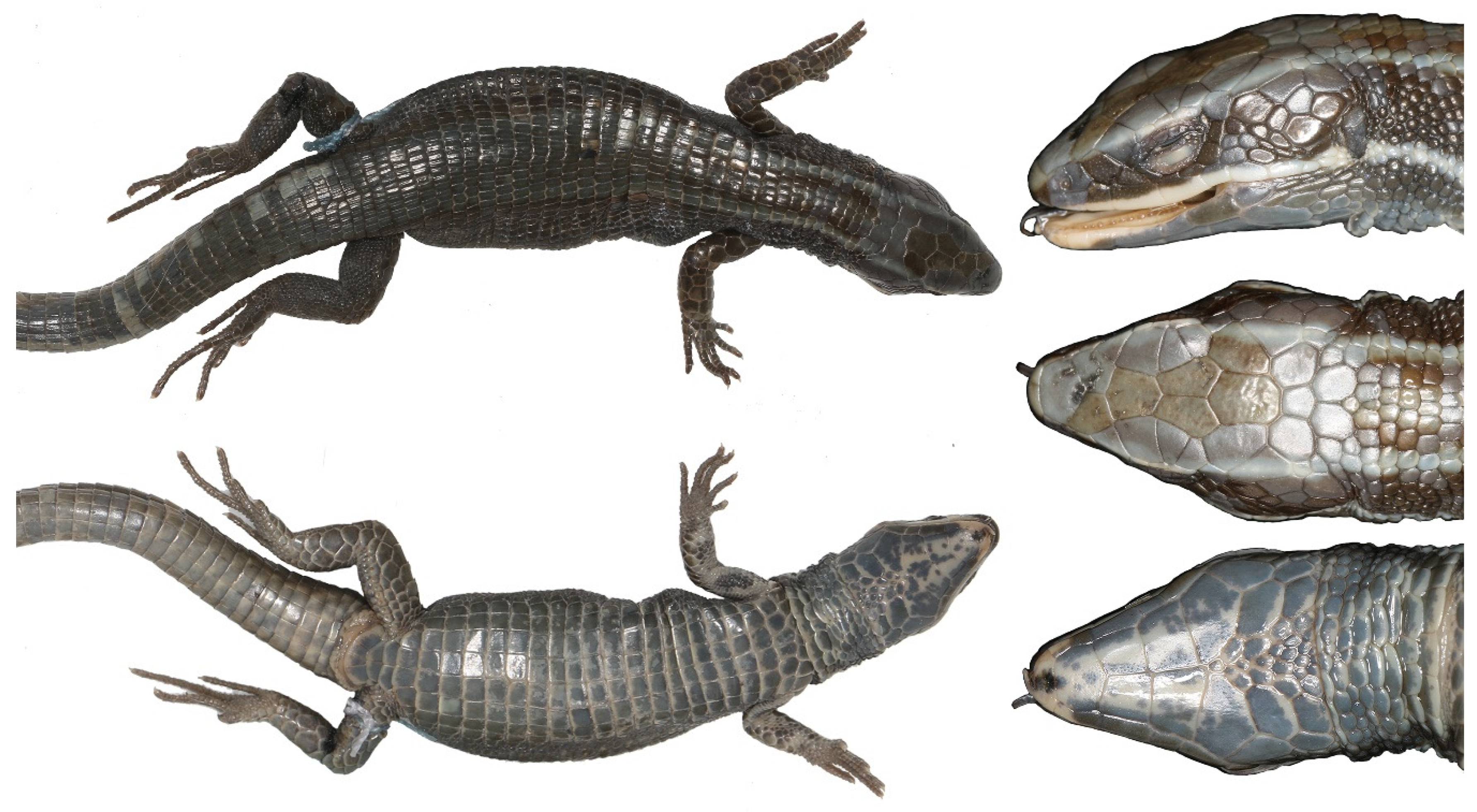 Diversity 12 00361 g003