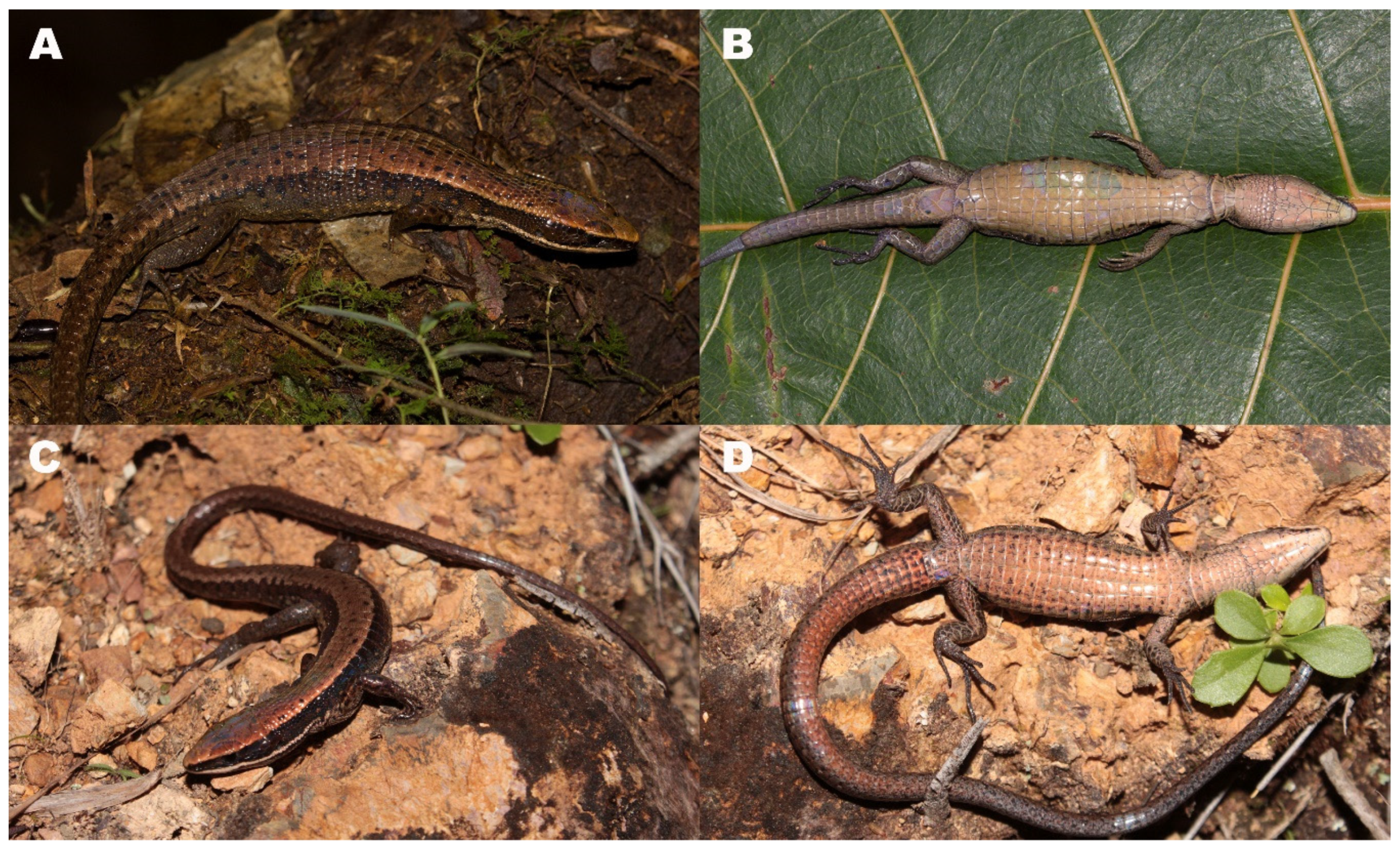 Diversity 12 00361 g004