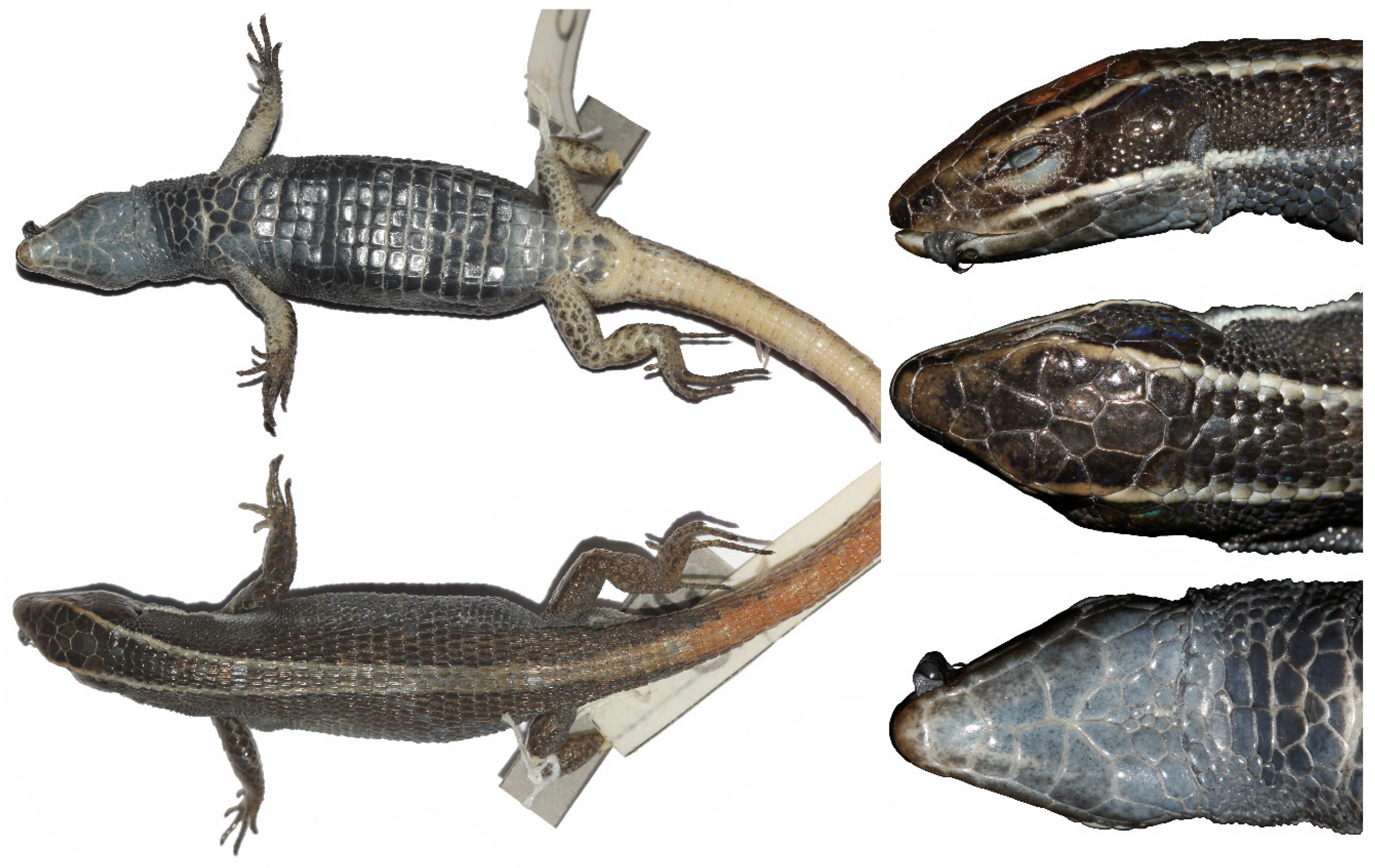 Diversity 12 00361 g006