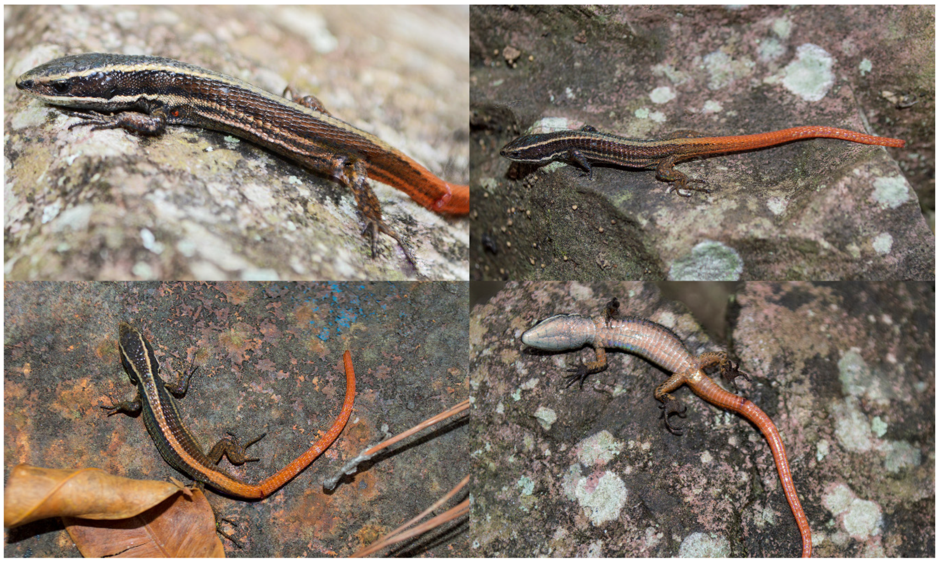 Diversity 12 00361 g007