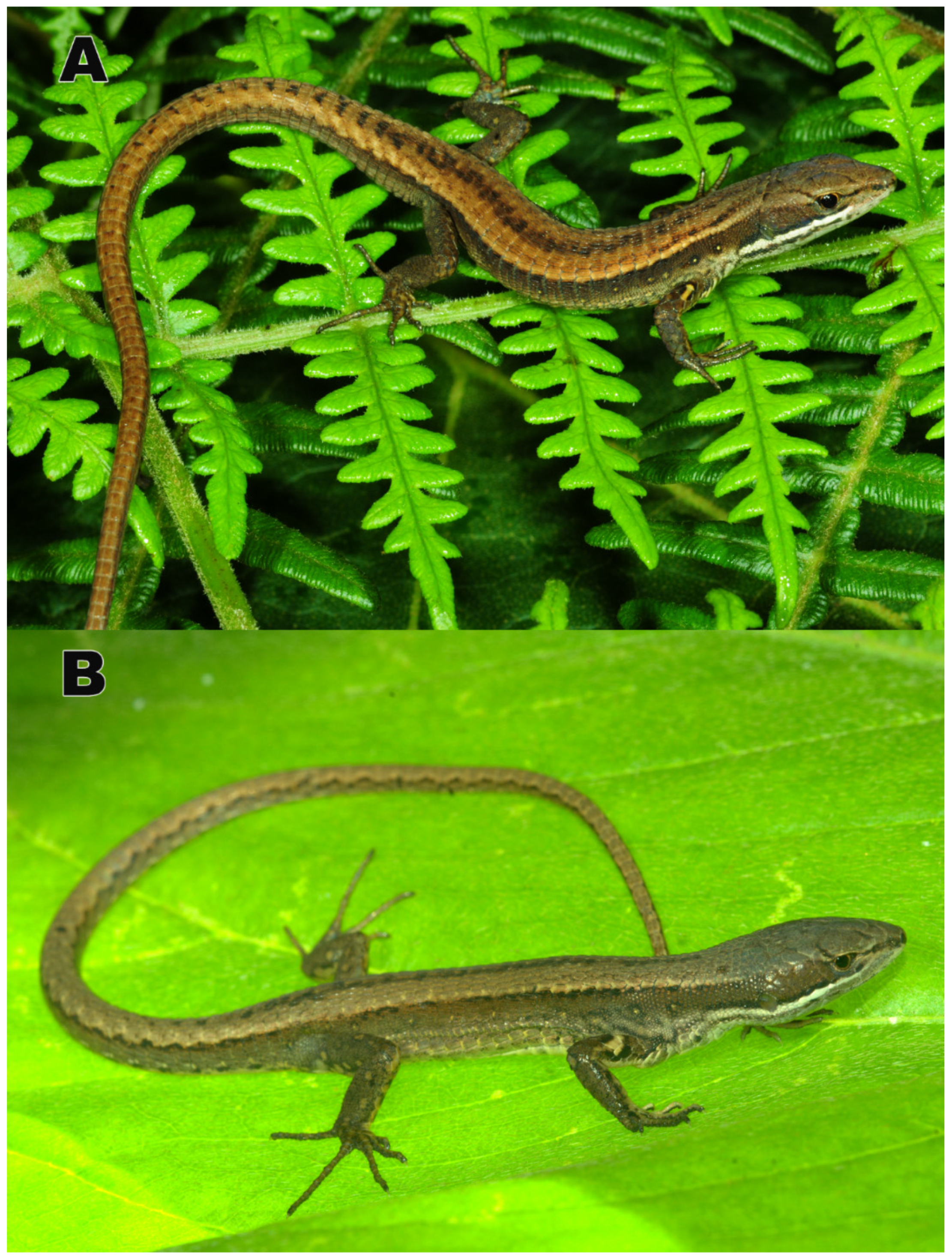 Diversity 12 00361 g009