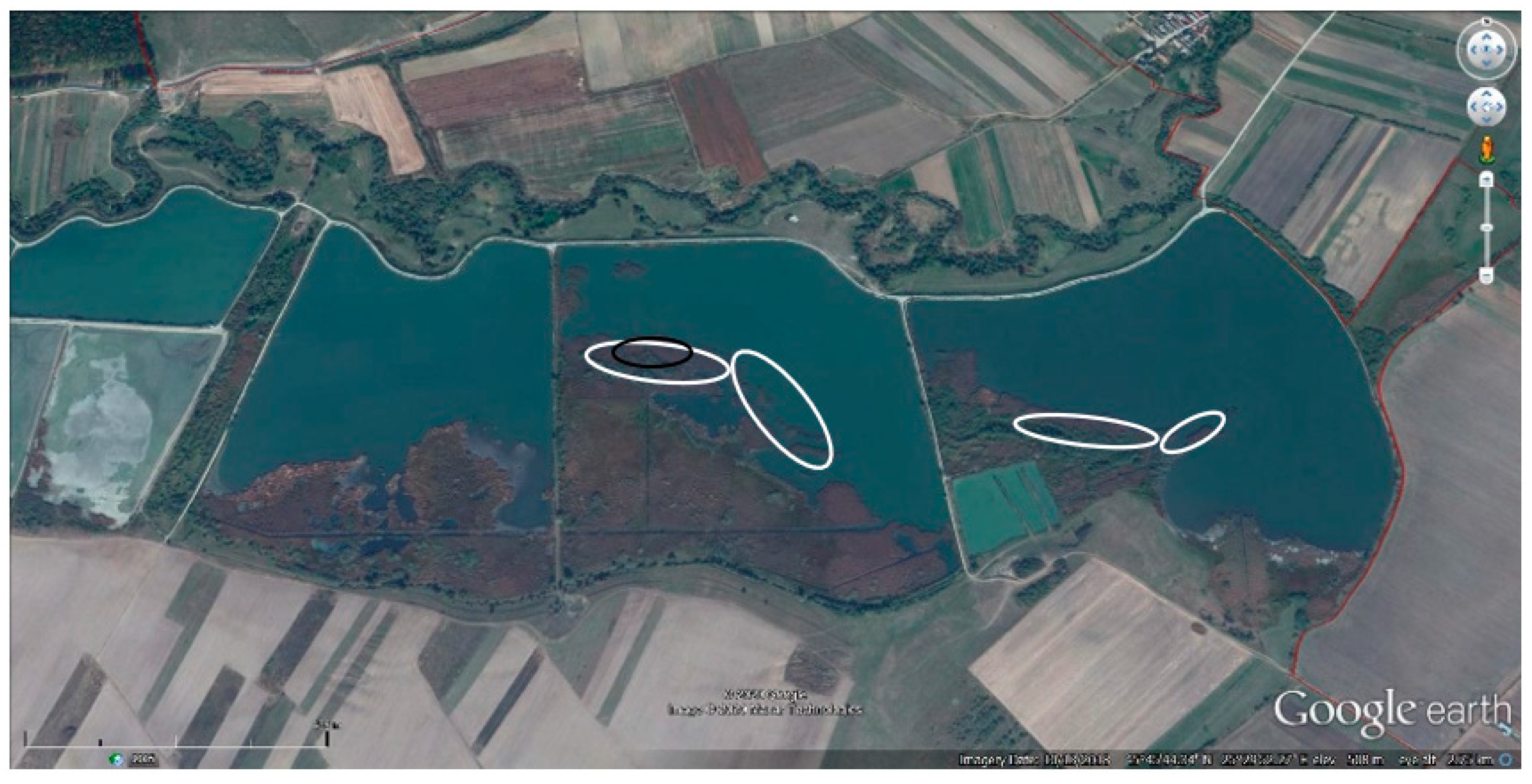 Diversity 12 00371 g005