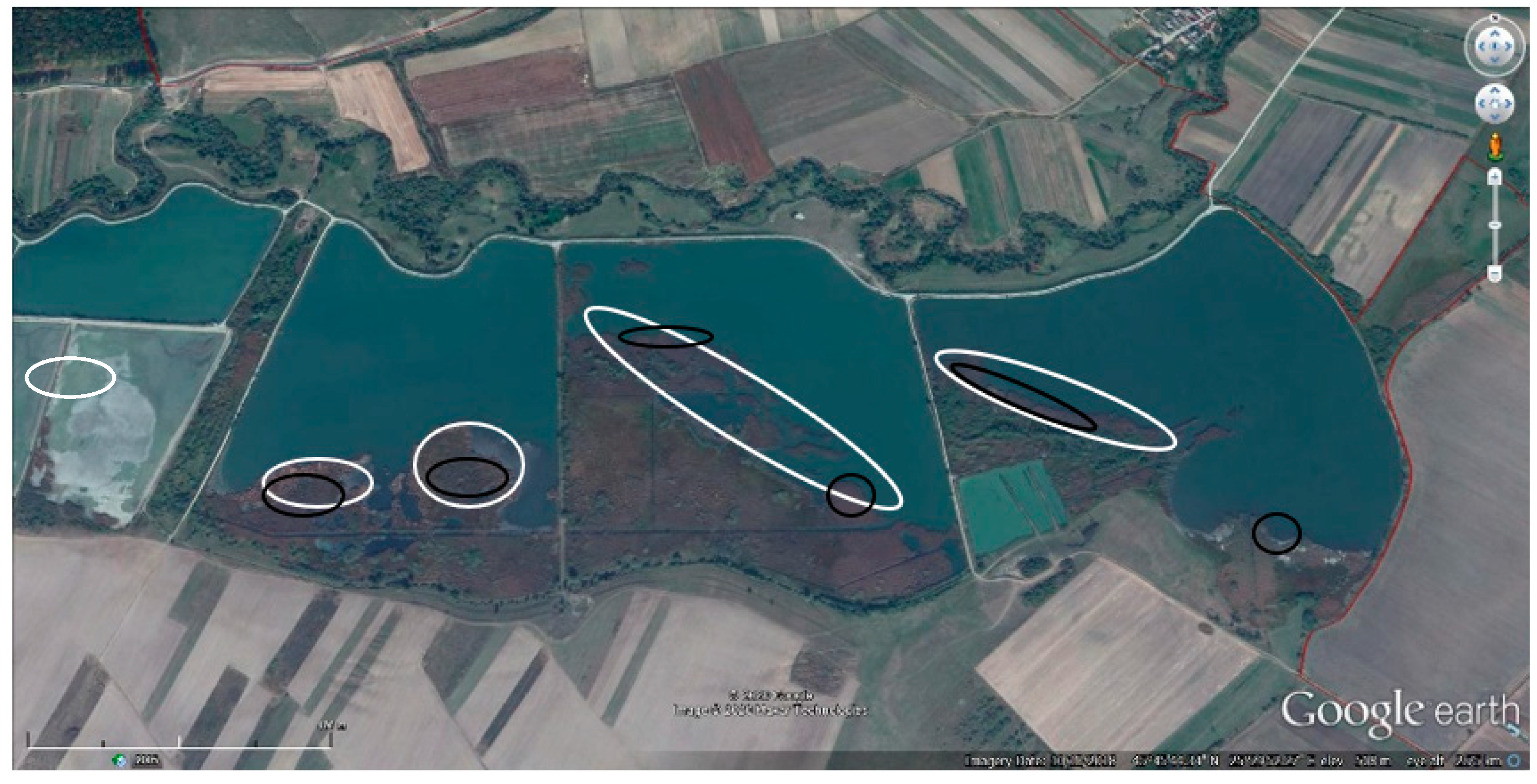 Diversity 12 00371 g007