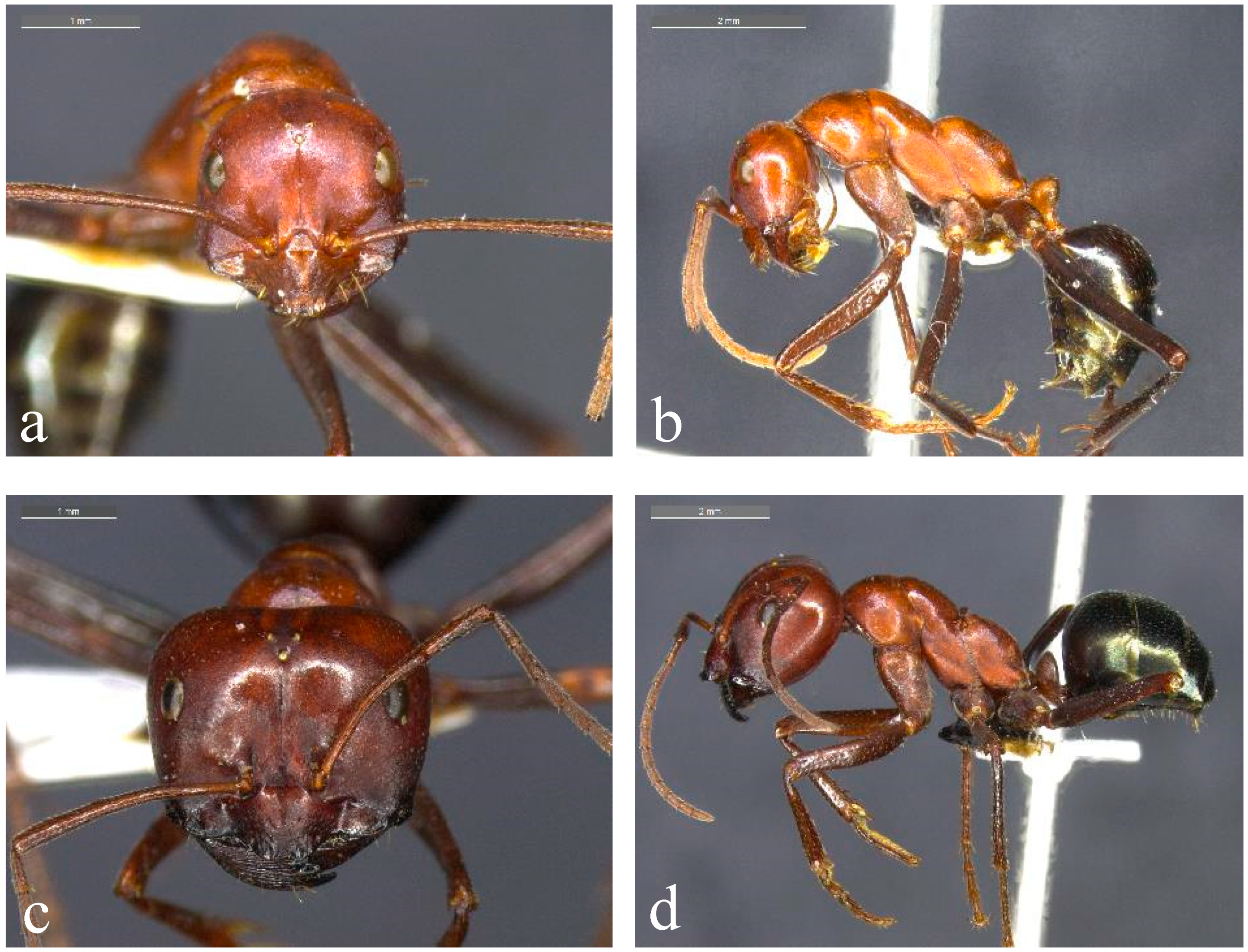 Diversity 12 00386 g001