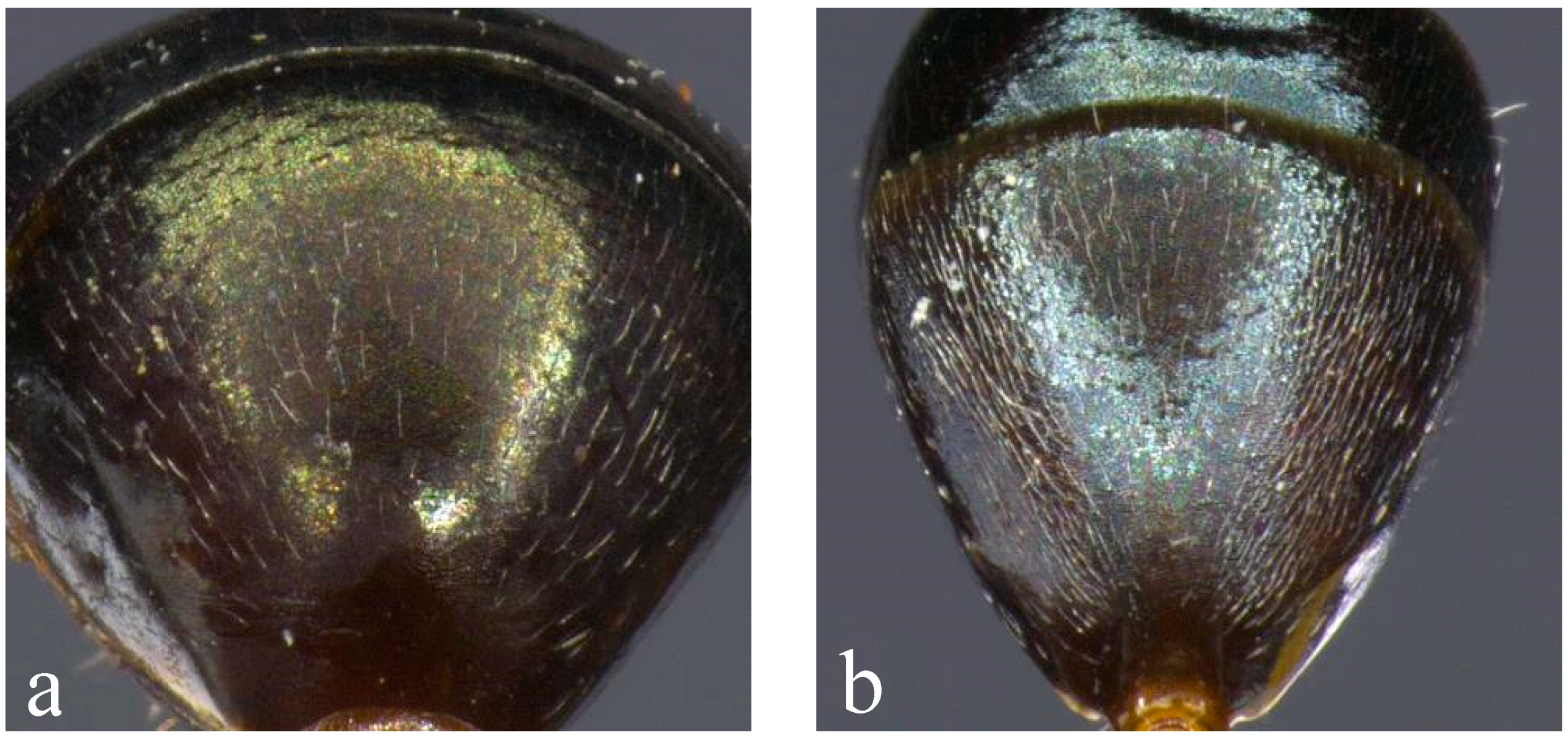 Diversity 12 00386 g007