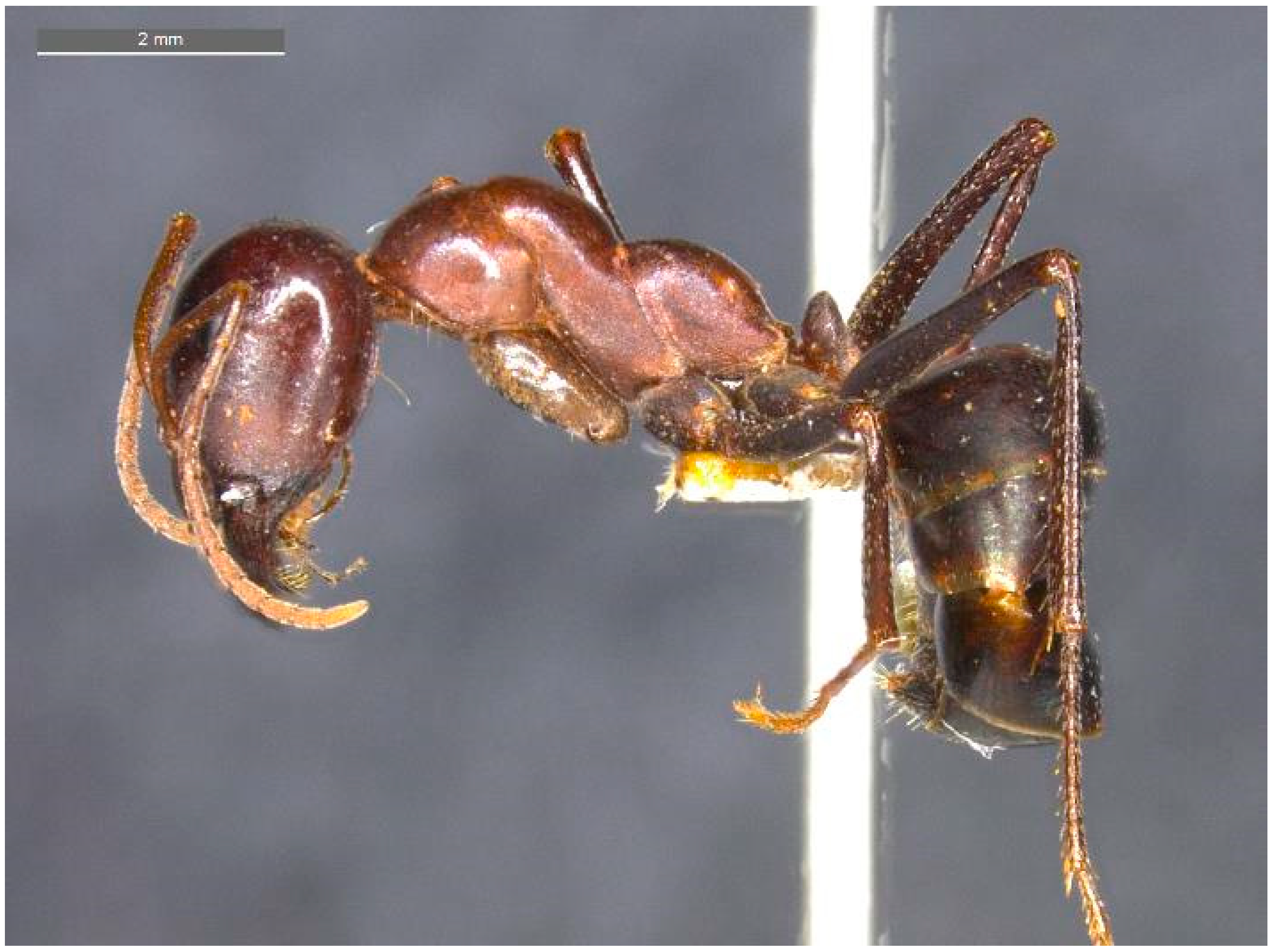 Diversity 12 00386 g008