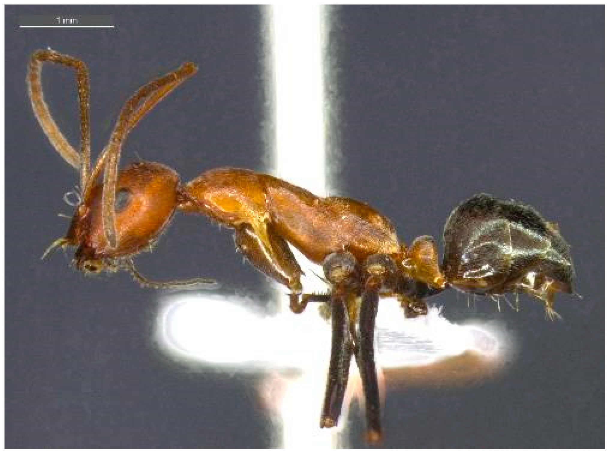 Diversity 12 00386 g010