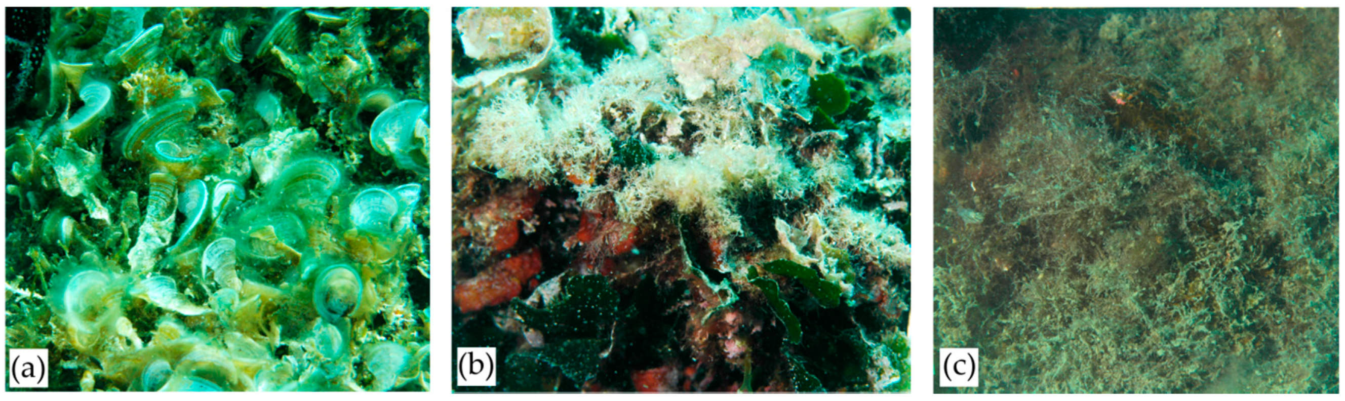 Diversity 12 00408 g003