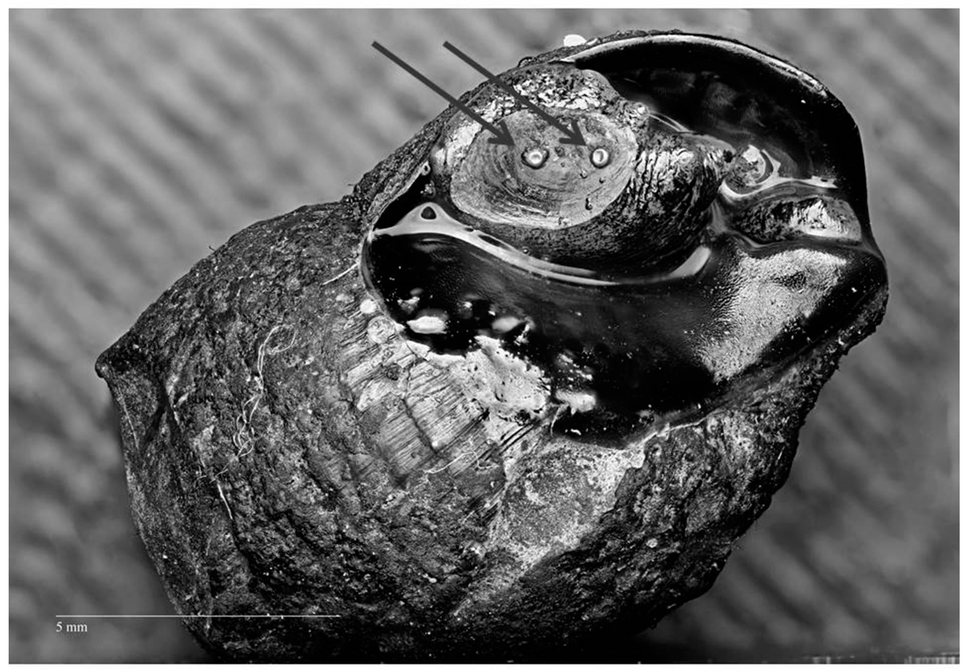 Diversity 12 00409 g002 Diversity 12 00409 g002