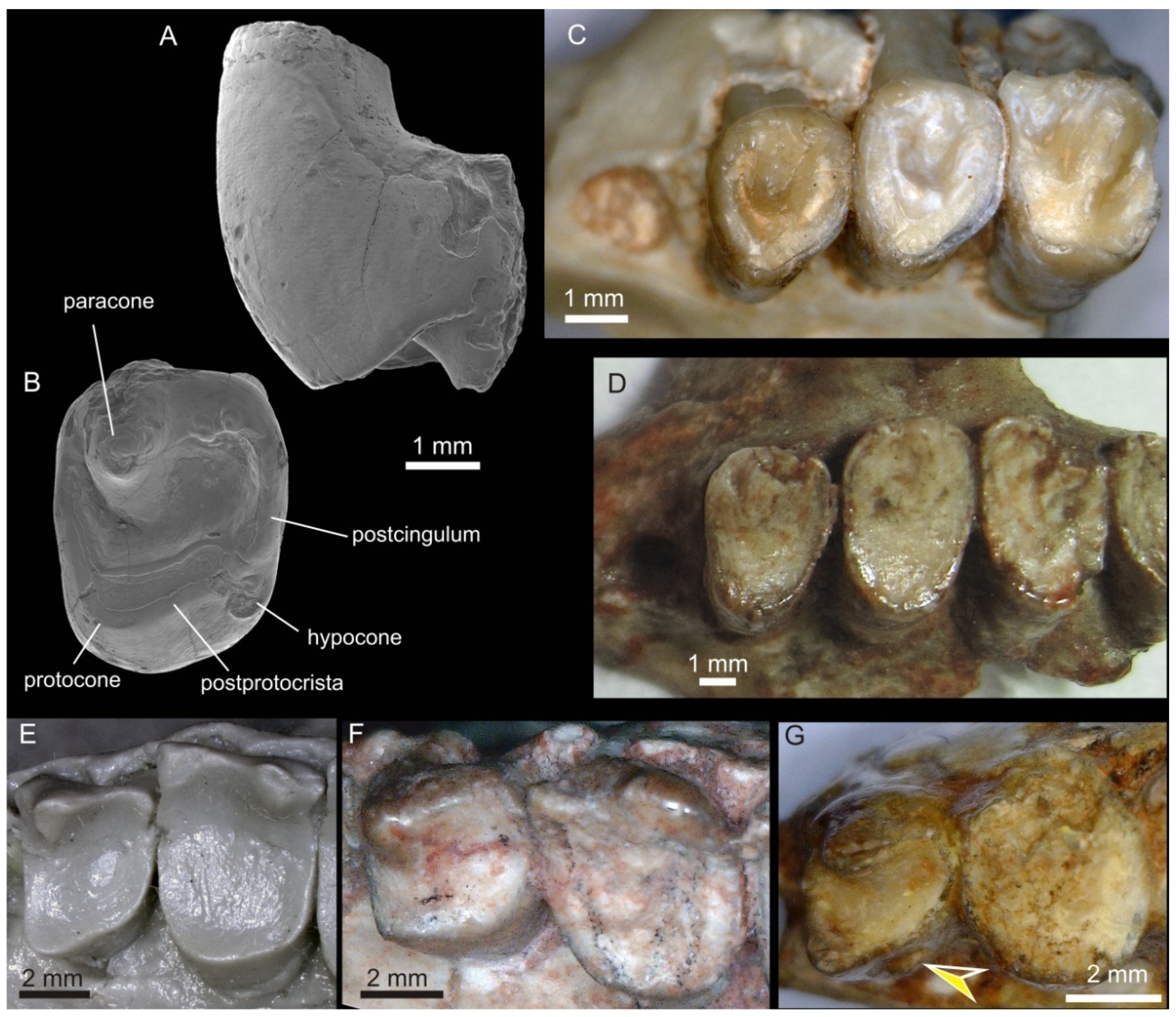Diversity 12 00420 g002