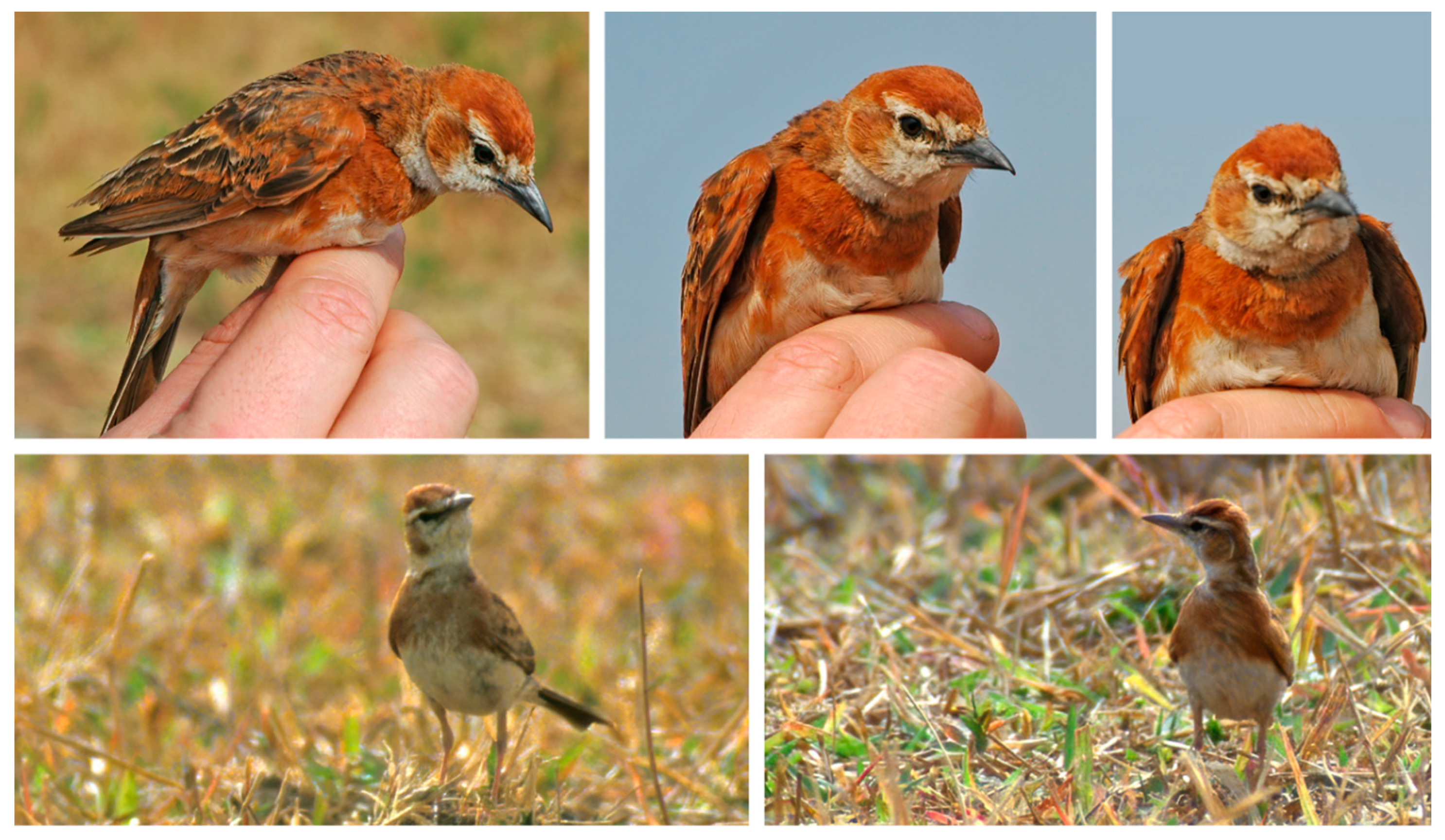 Diversity 12 00428 g003