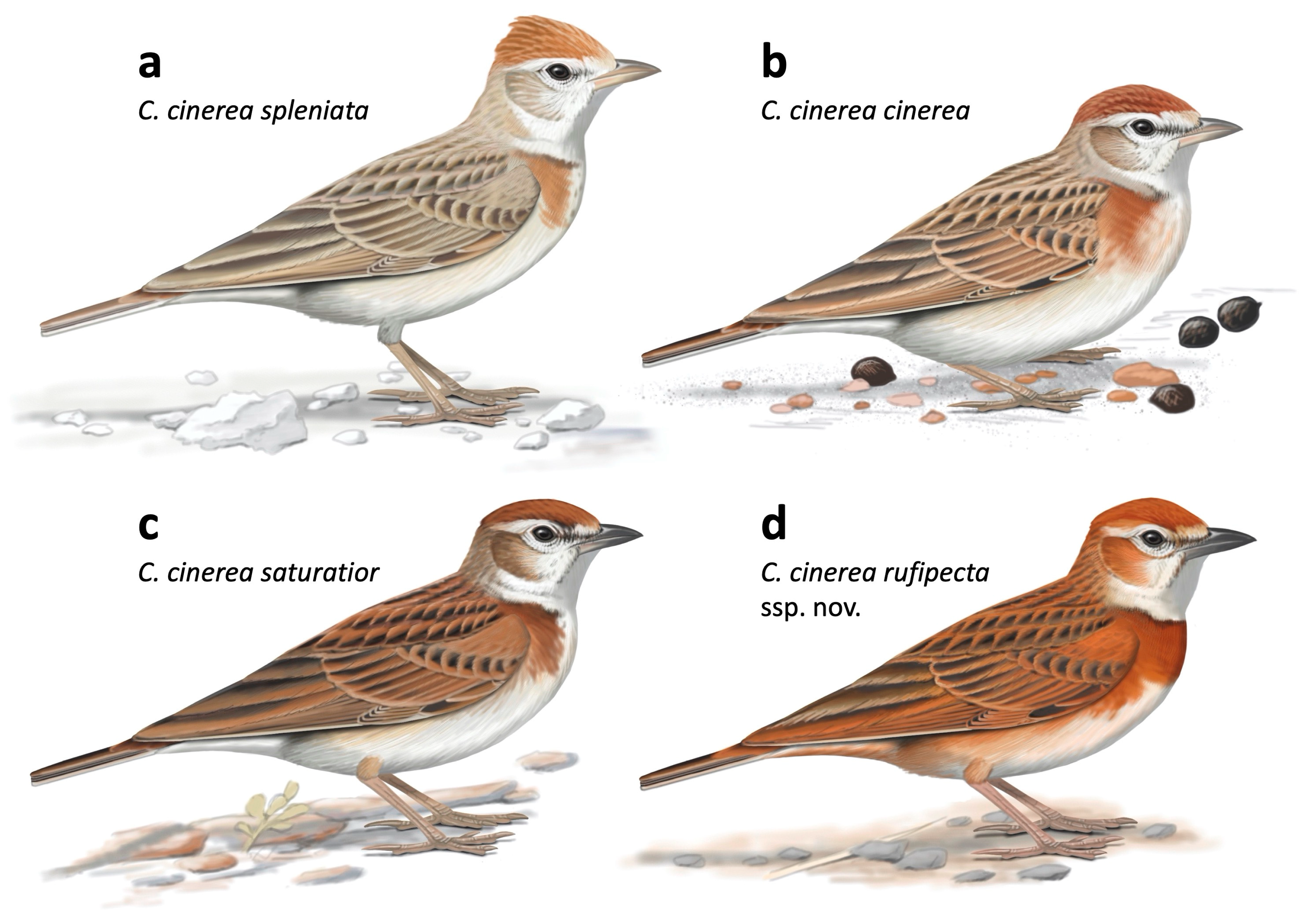 Diversity 12 00428 g004