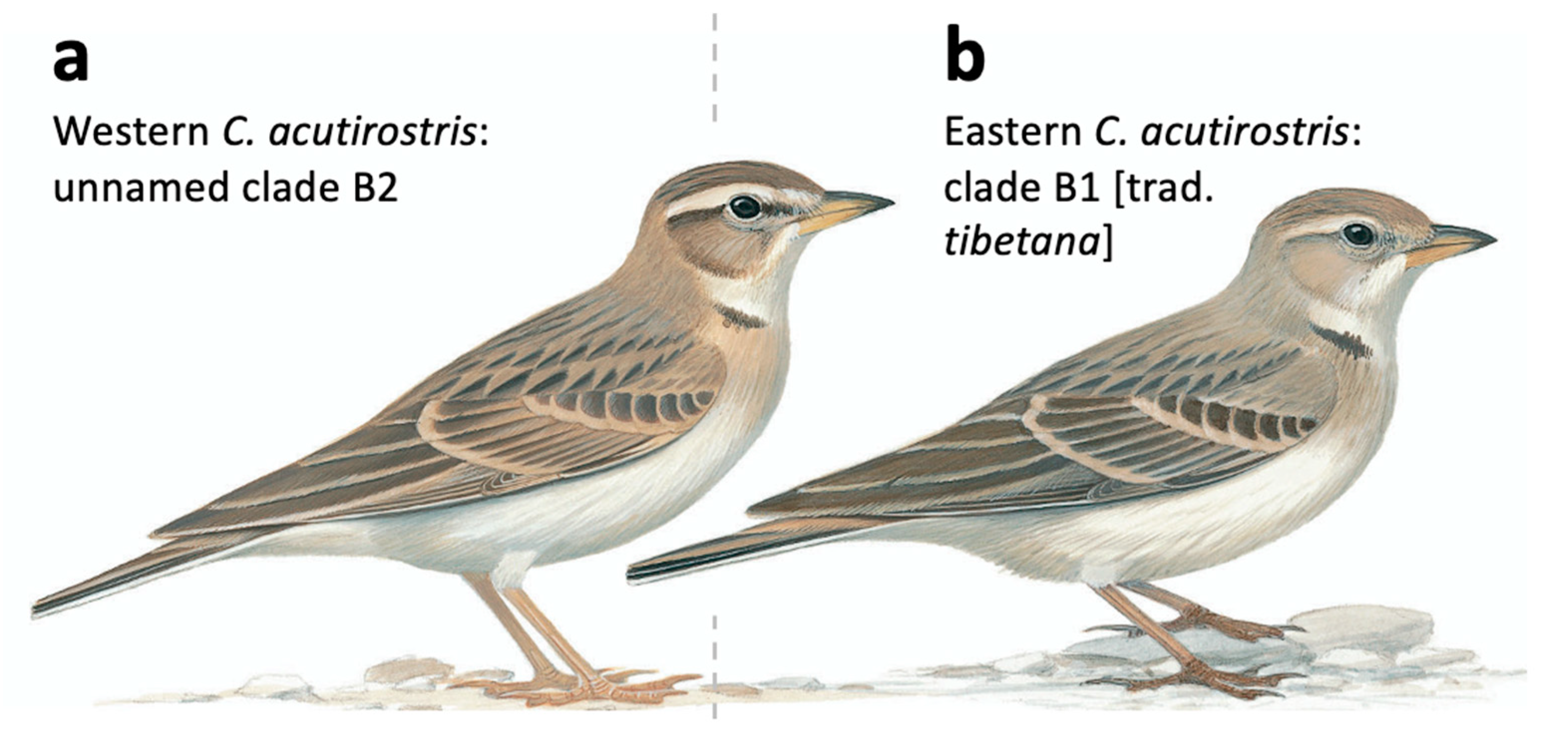 Diversity 12 00428 g007