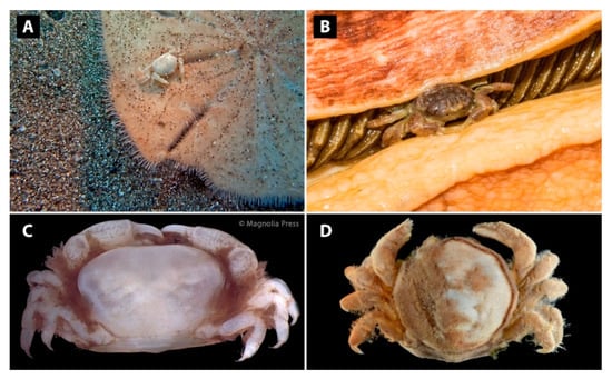 Diversity 12 00431 g004