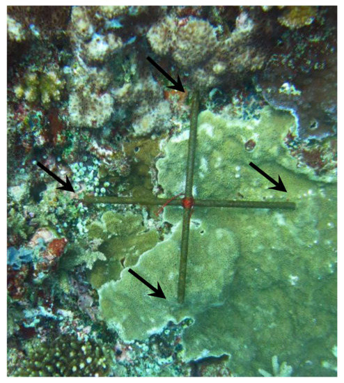 Diversity 12 00434 g0a2