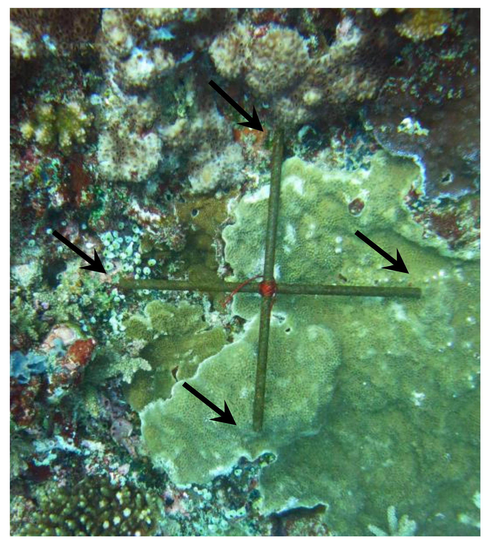 Diversity 12 00434 g0a2