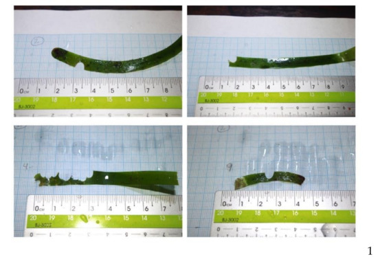 Diversity 12 00434 g0a6