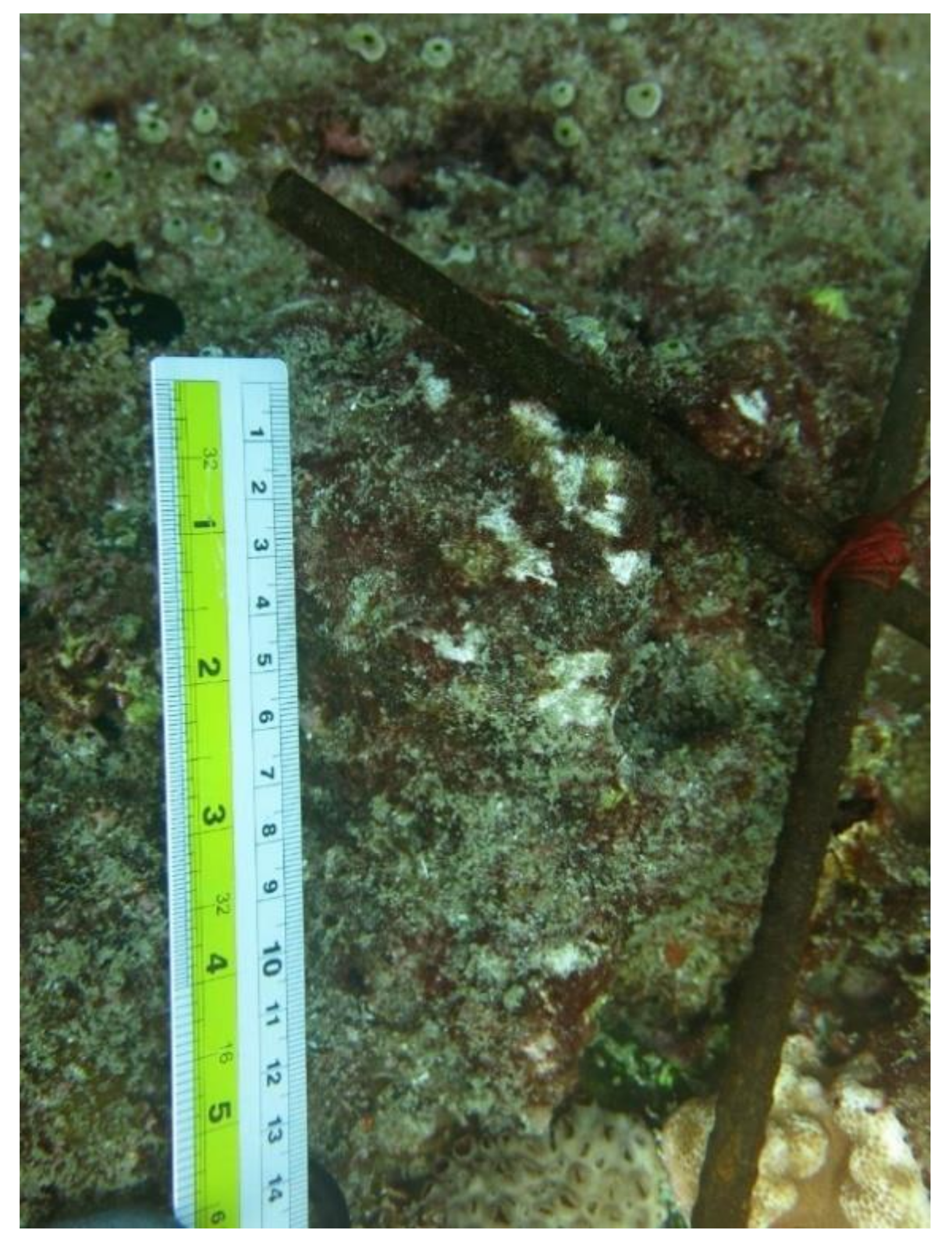 Diversity 12 00434 g0a7