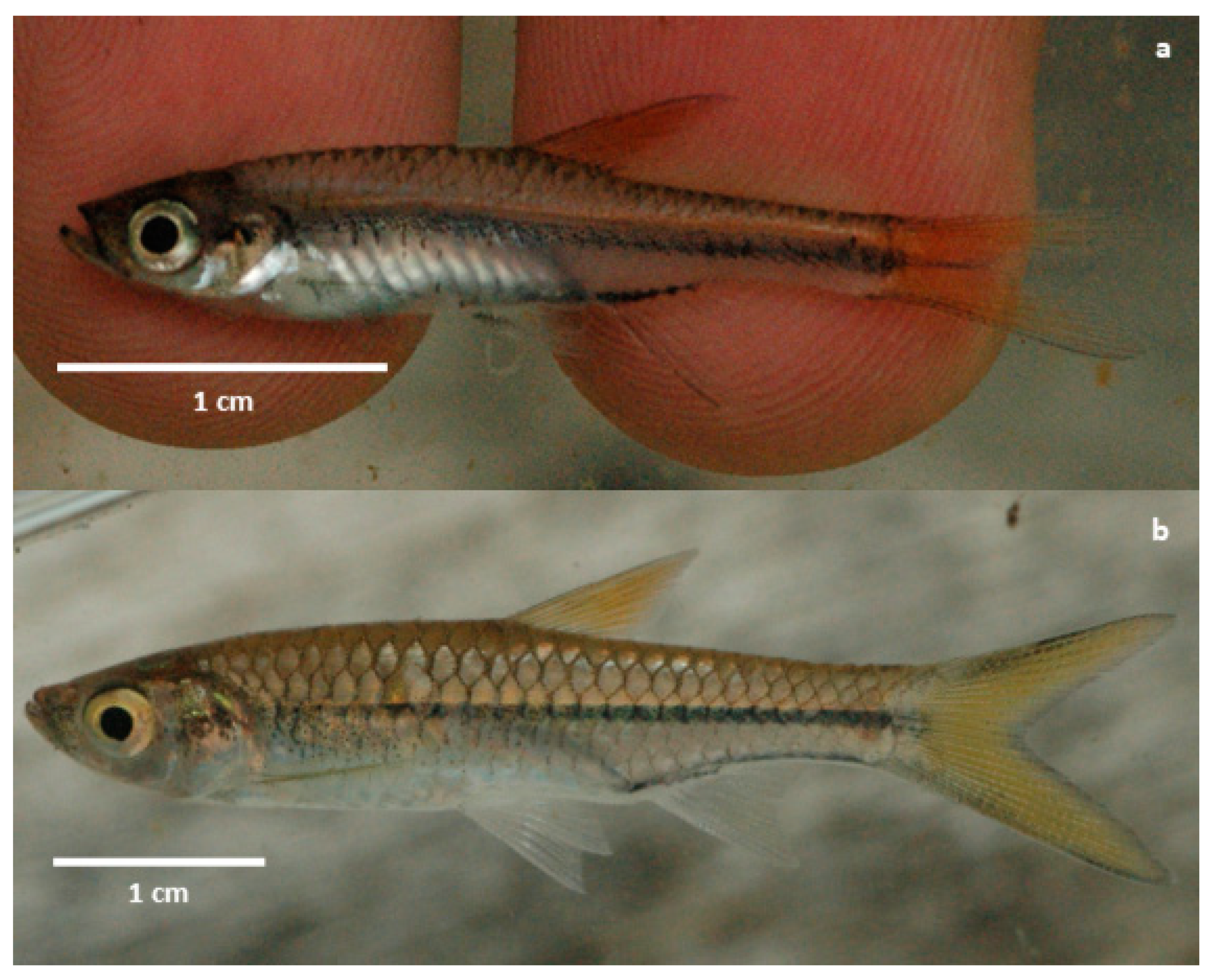 Diversity 13 00008 g006