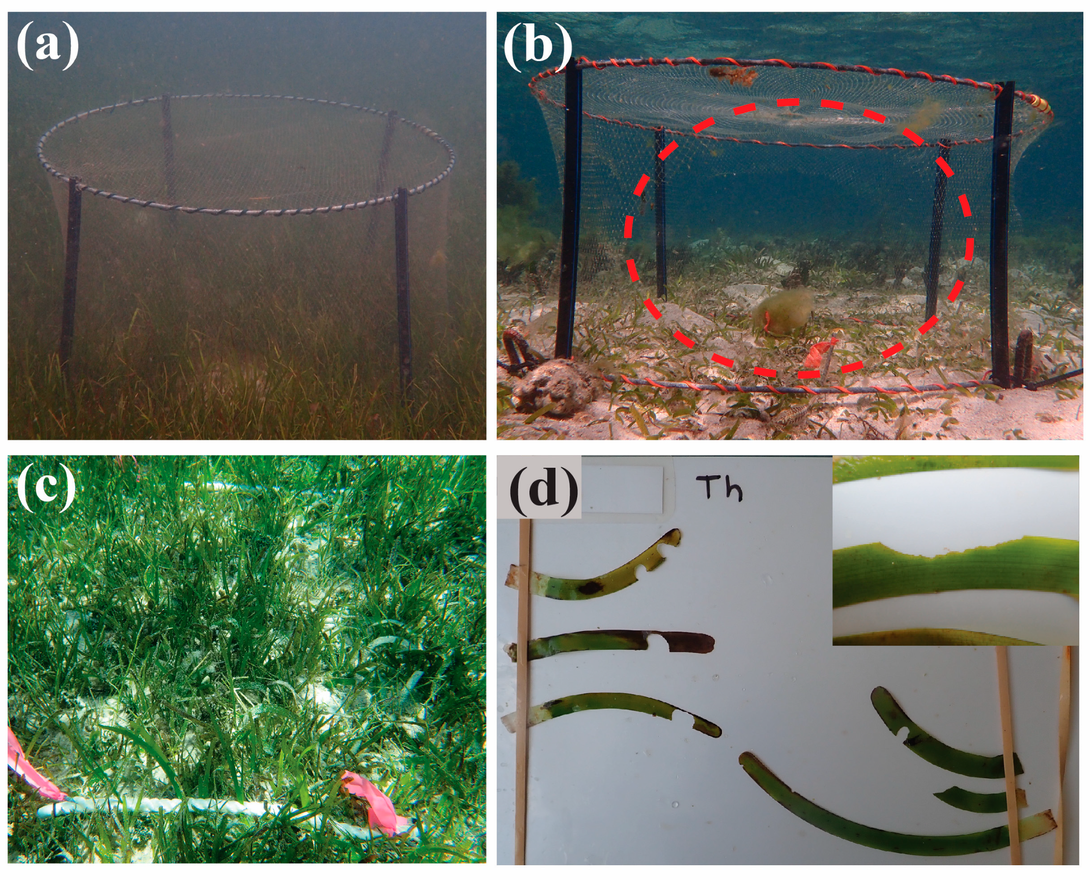 Diversity 13 00012 g002