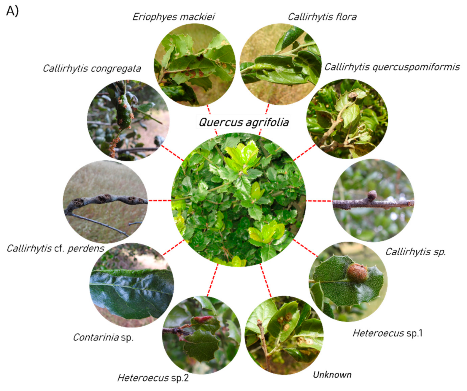 Diversity 13 00020 g003a