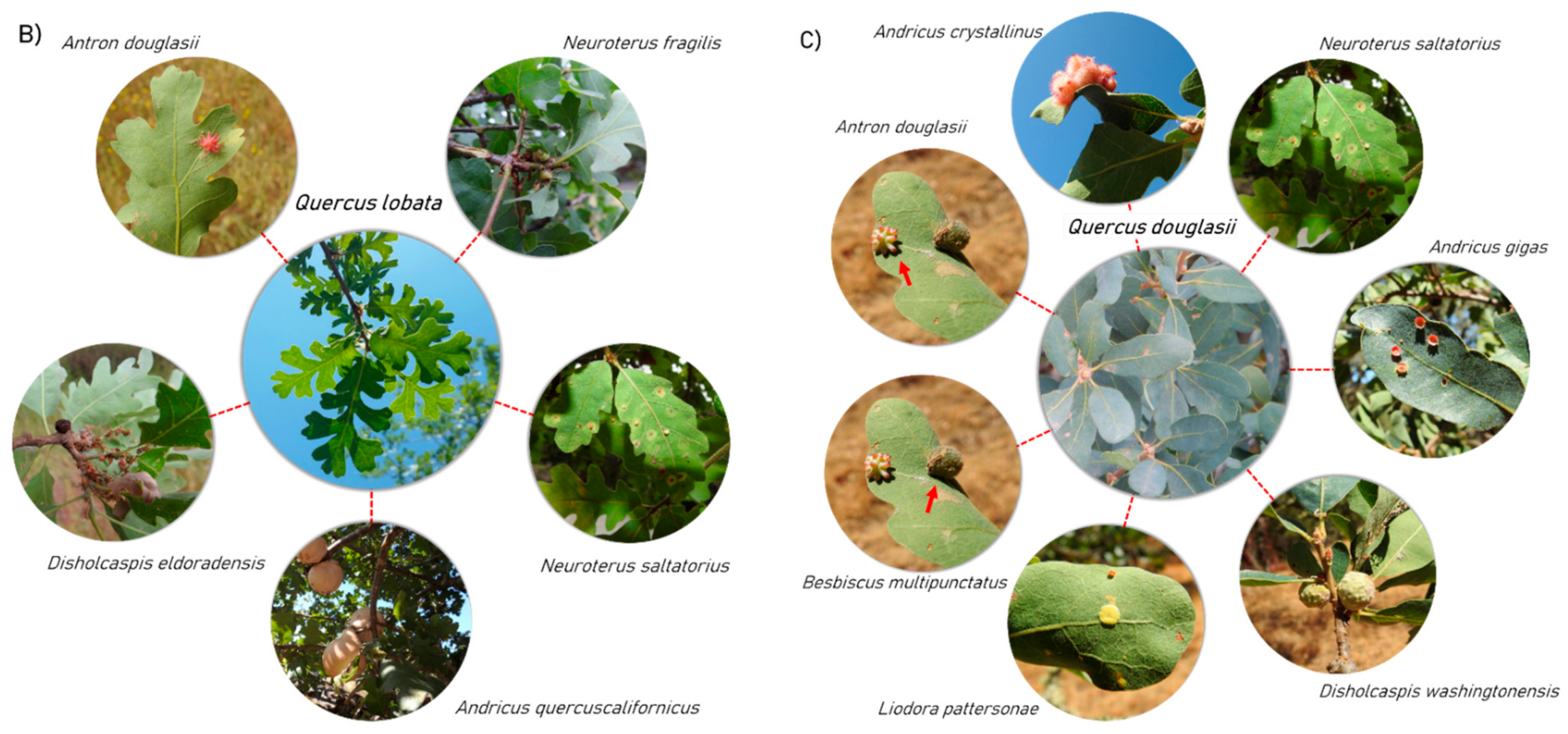 Diversity 13 00020 g003b