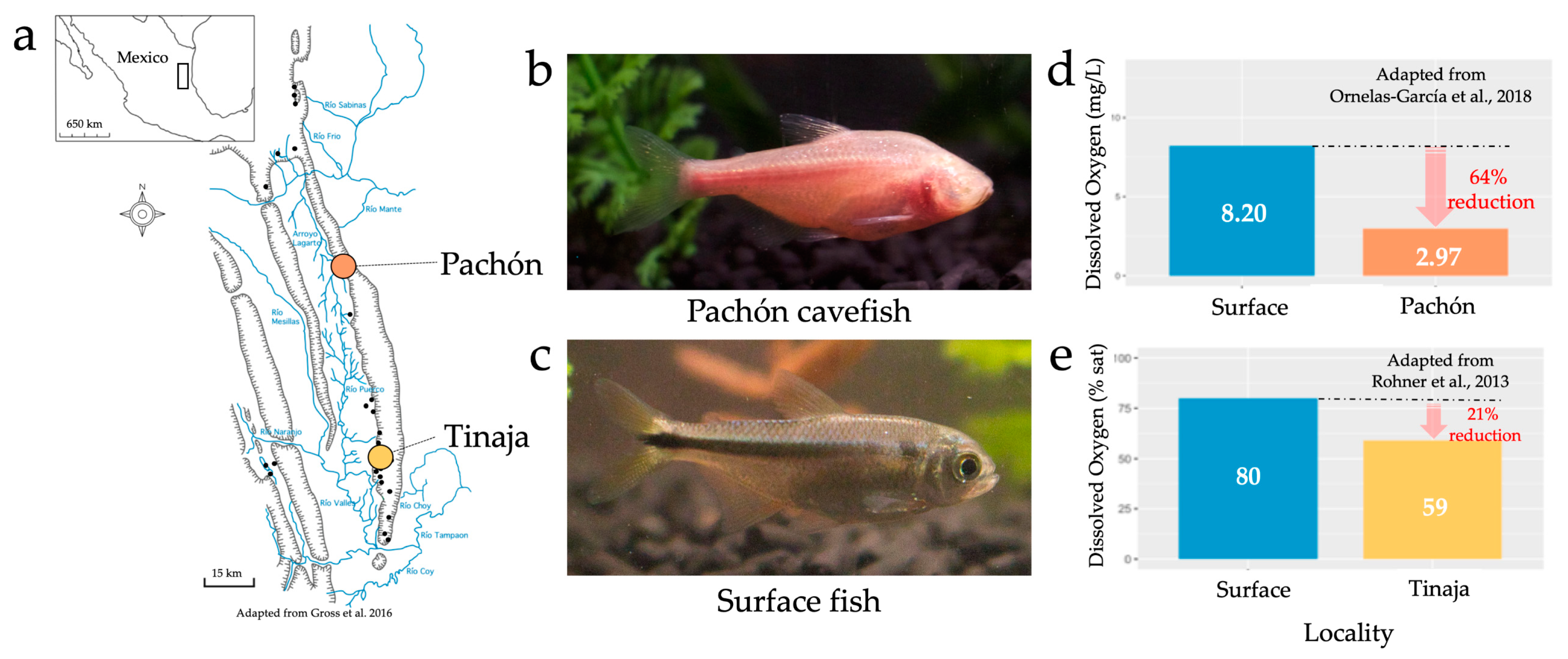 Diversity 13 00026 g001 Diversity 13 00026 g001