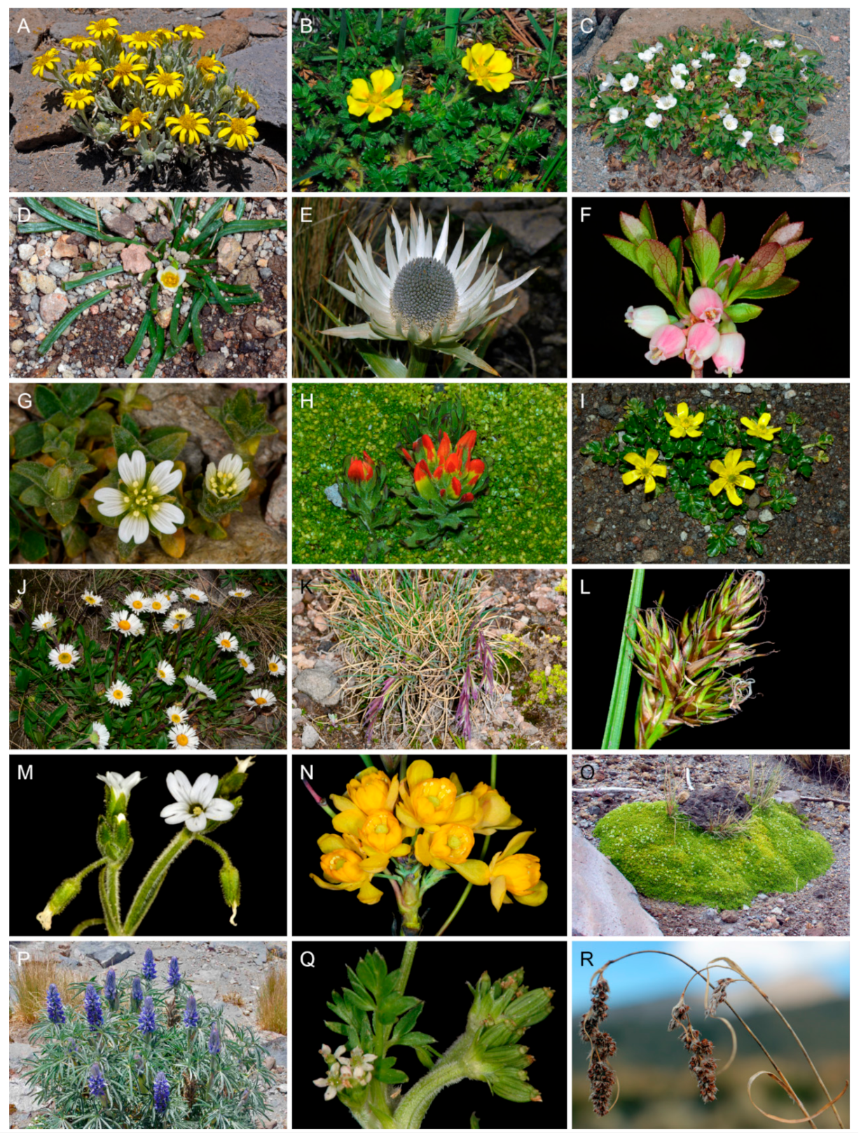 Diversity 13 00031 g003