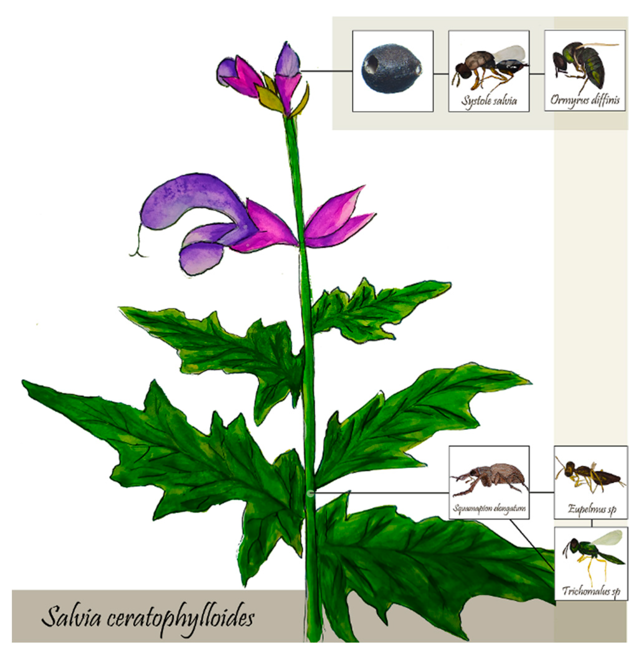 Diversity 13 00033 g004