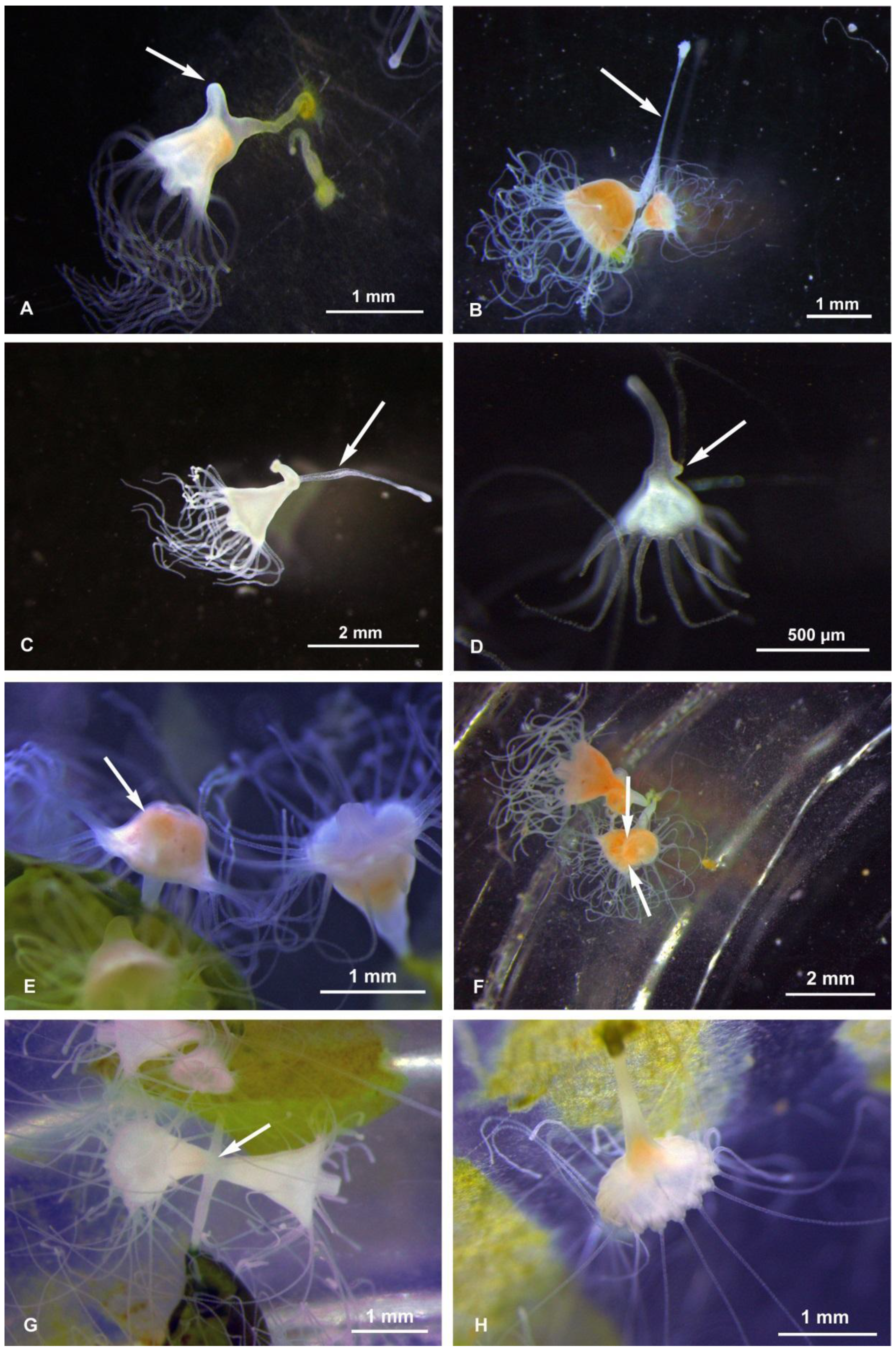 Diversity 13 00037 g001 Diversity 13 00037 g001