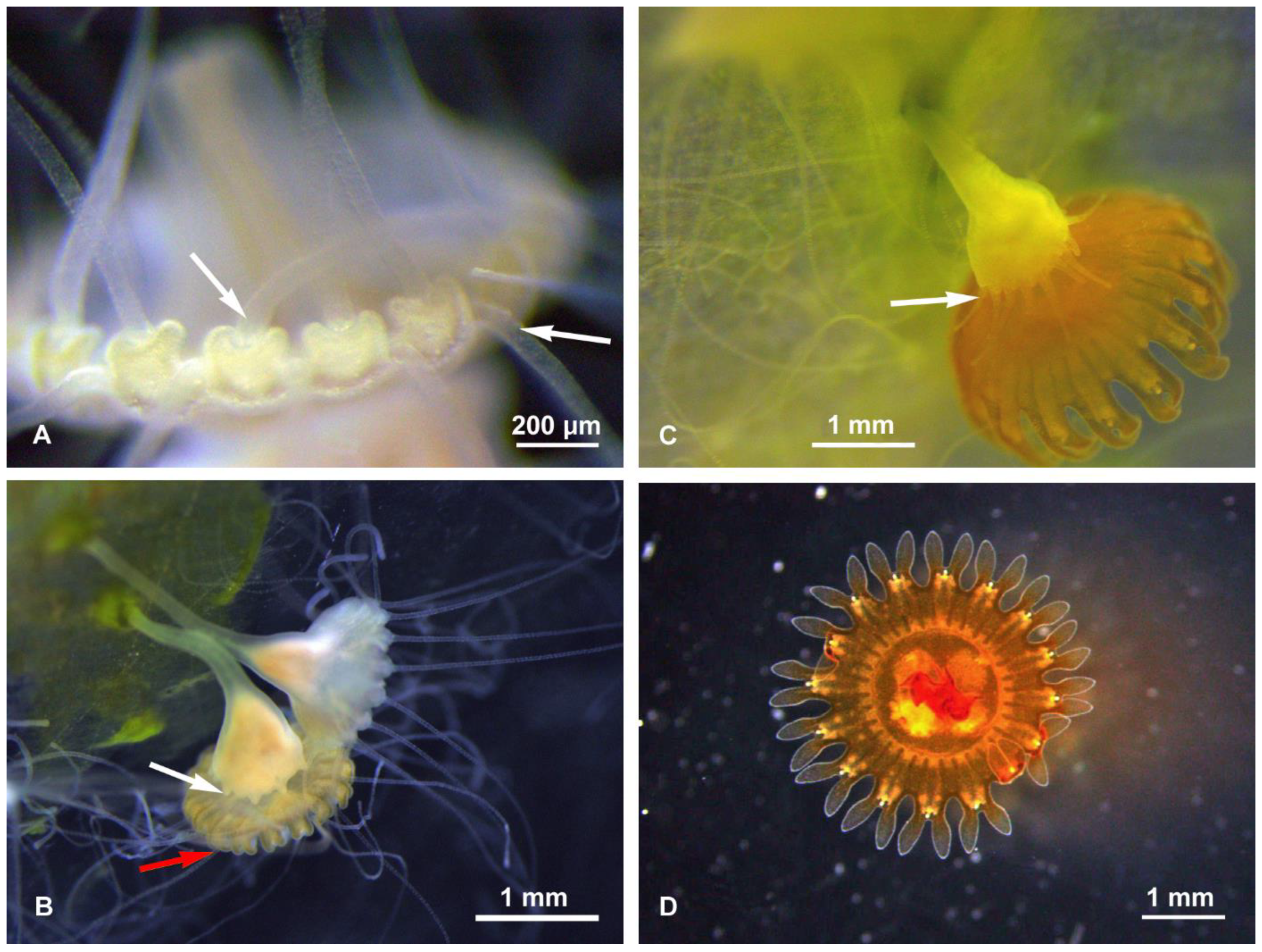 Diversity 13 00037 g002 Diversity 13 00037 g002