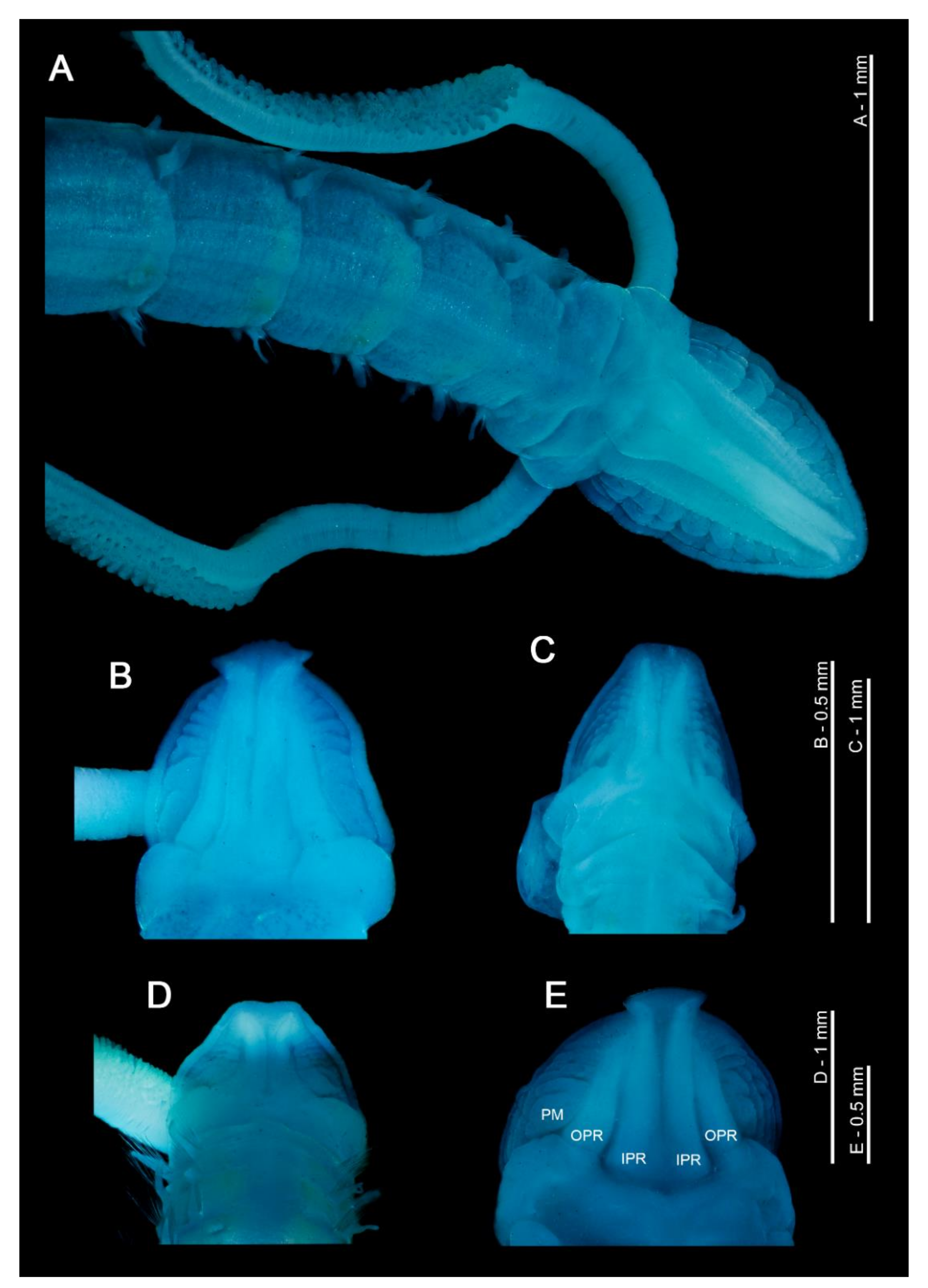 Diversity 13 00041 g001