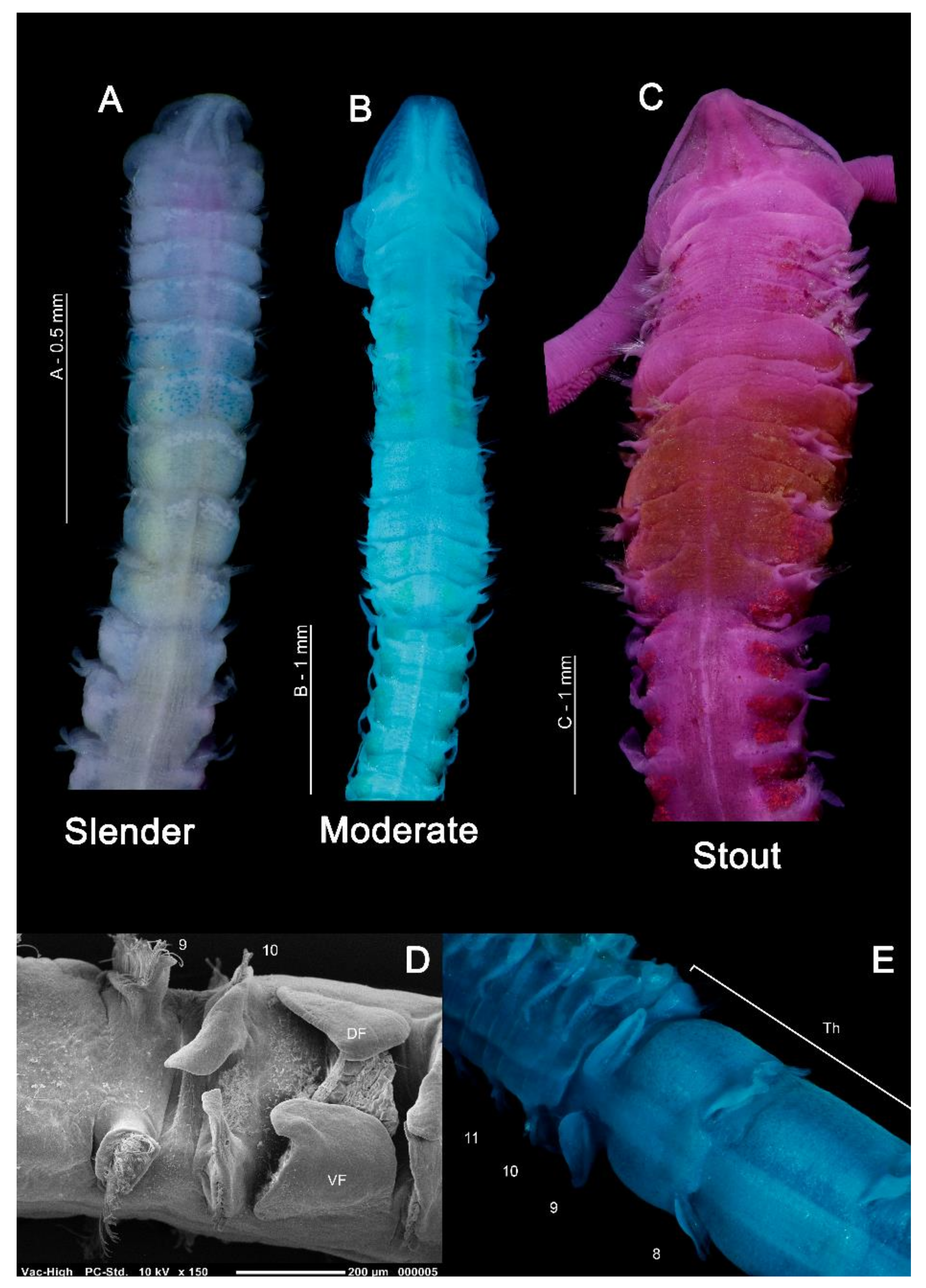 Diversity 13 00041 g003