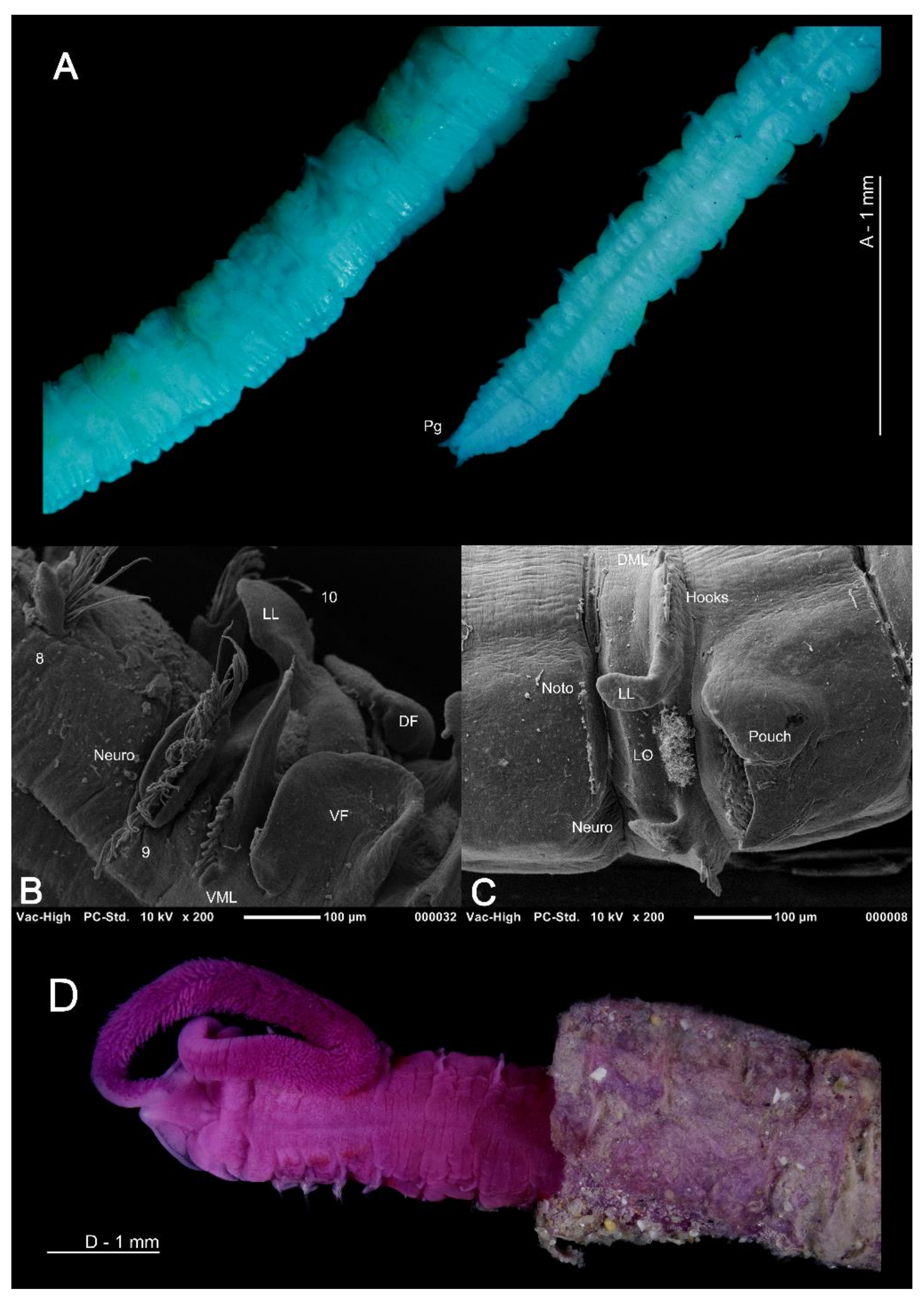 Diversity 13 00041 g007