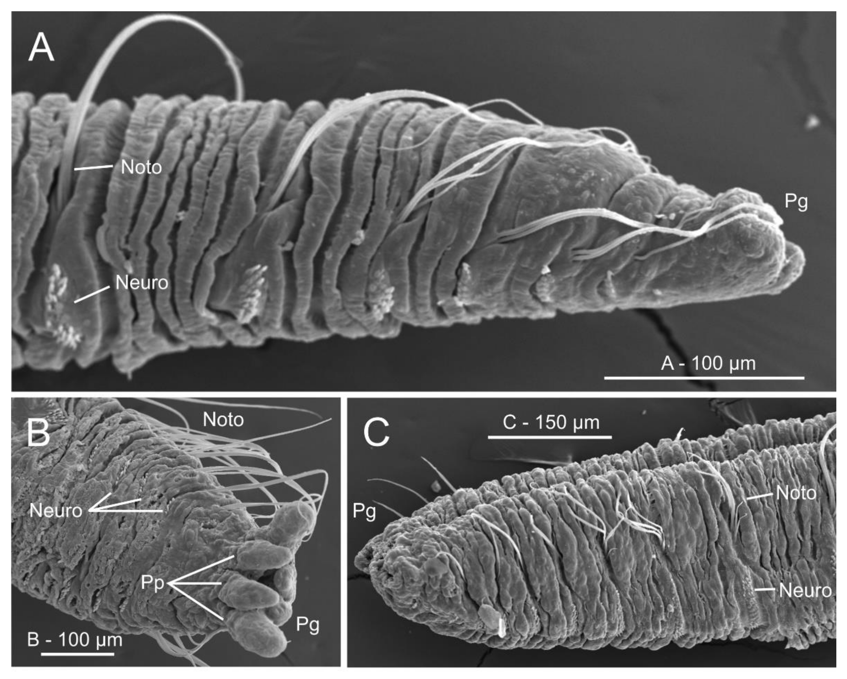 Diversity 13 00041 g017