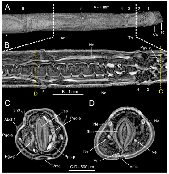 Diversity 13 00041 g020