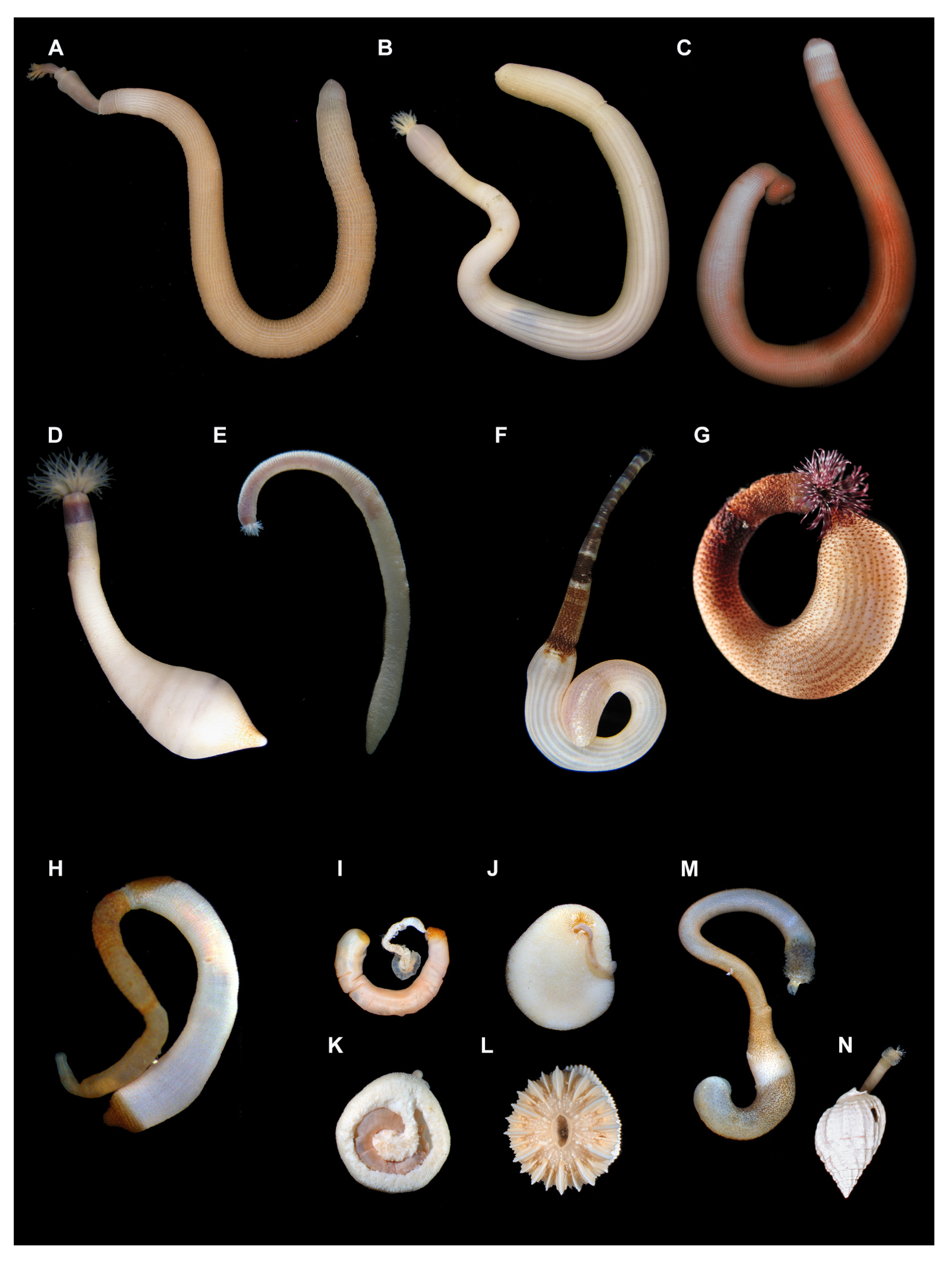 Diversity 13 00043 g002 Diversity 13 00043 g002