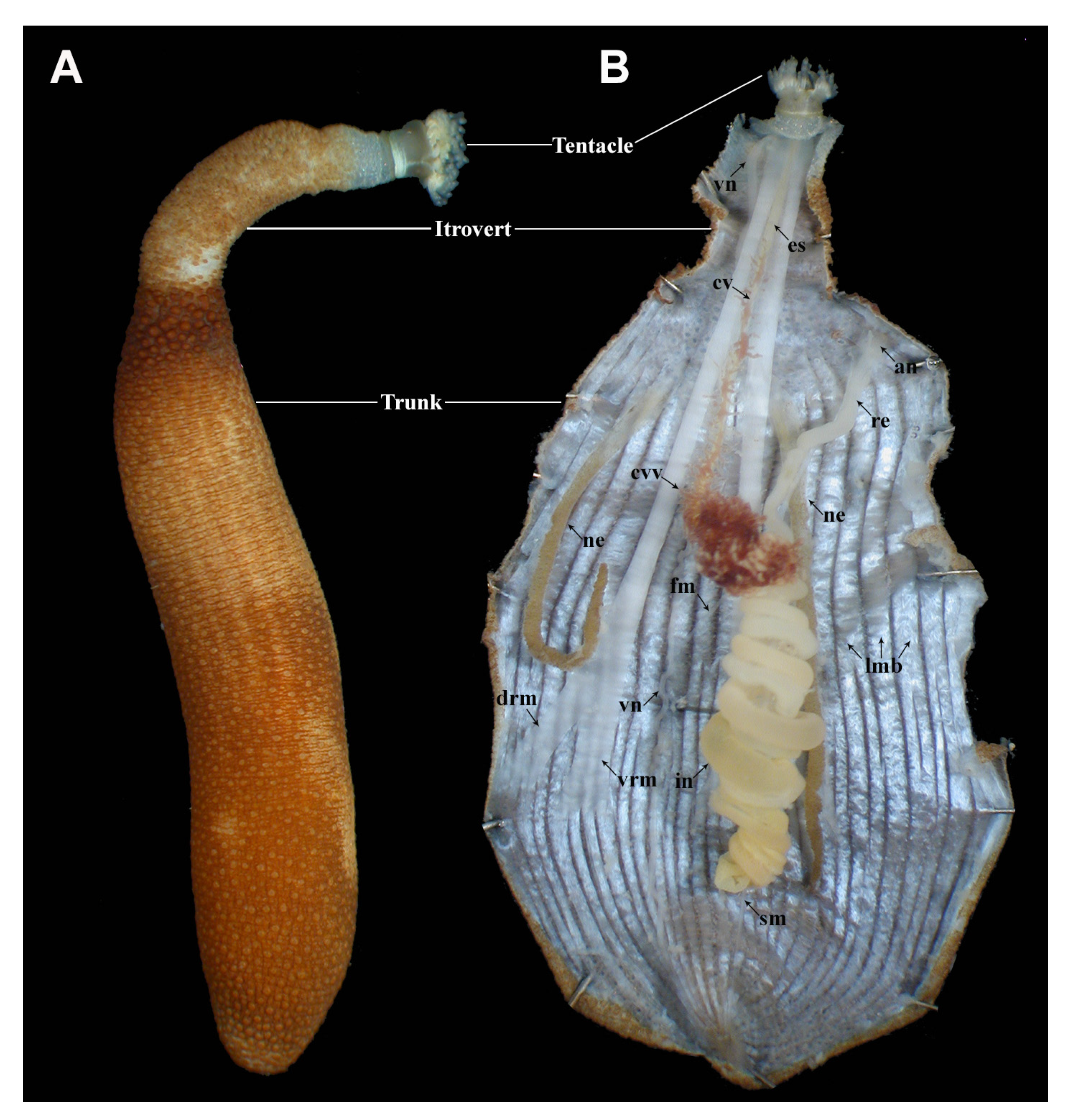Diversity 13 00043 g003 Diversity 13 00043 g003