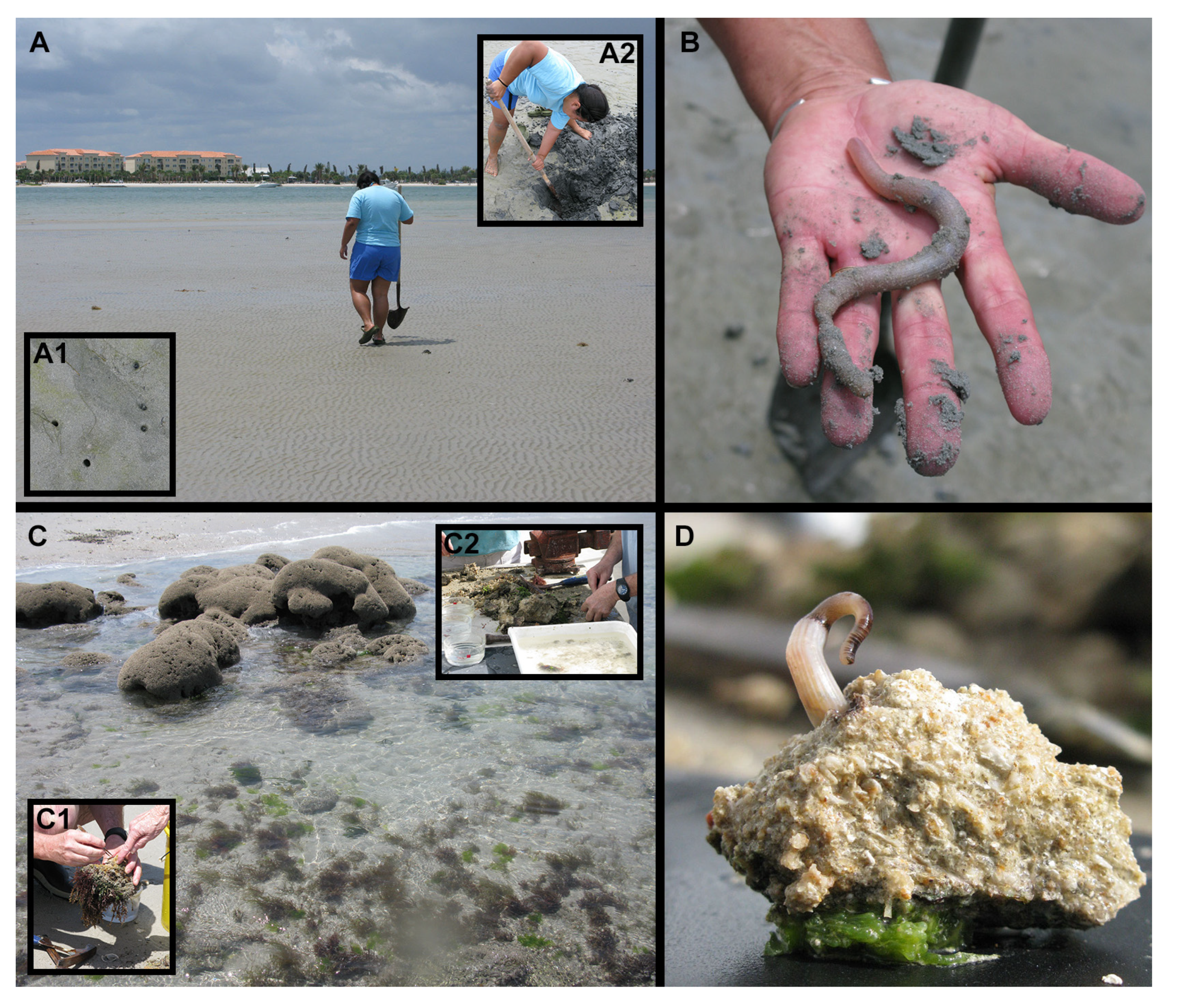 Diversity 13 00043 g004 Diversity 13 00043 g004