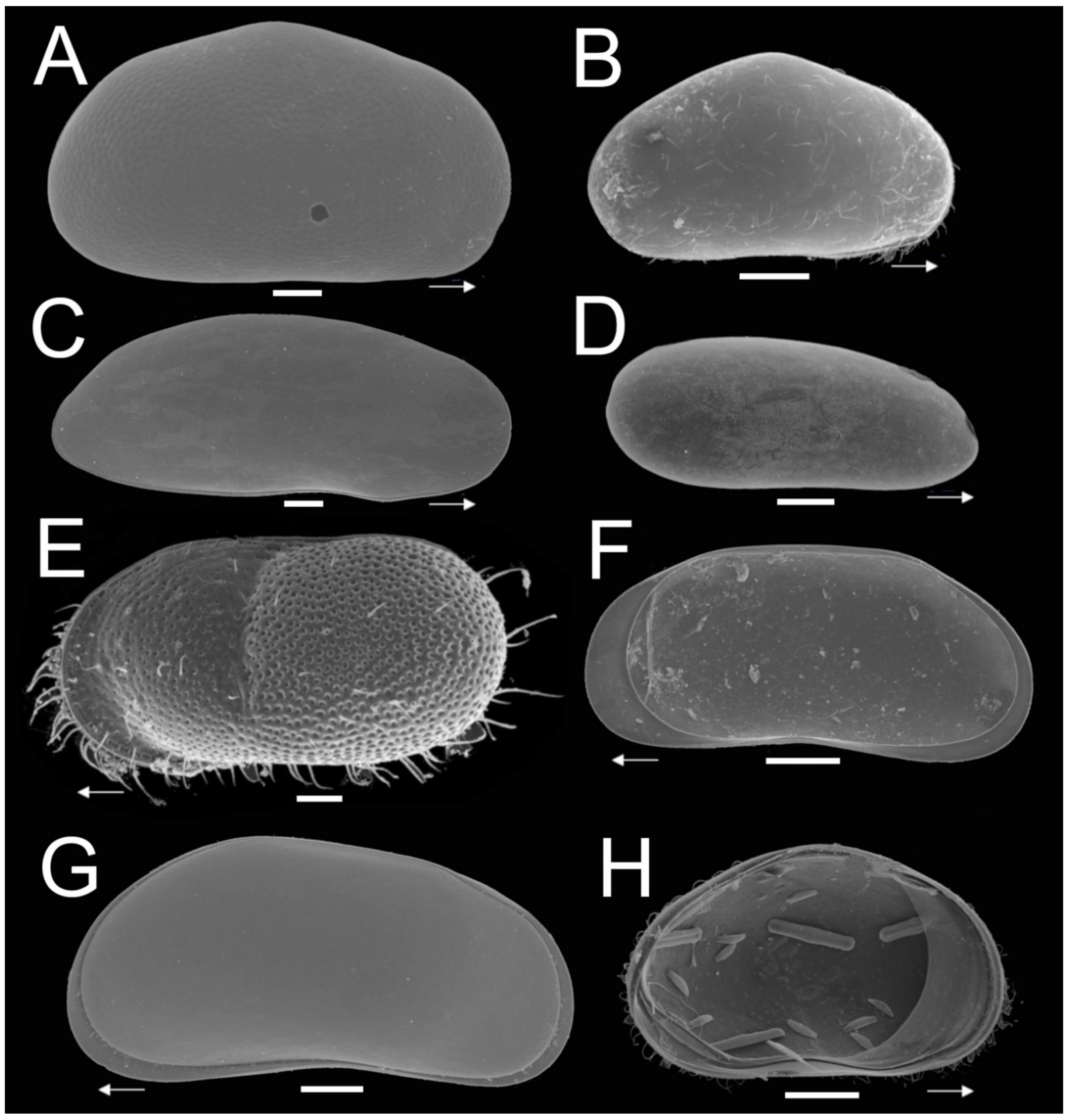 Diversity 13 00044 g002