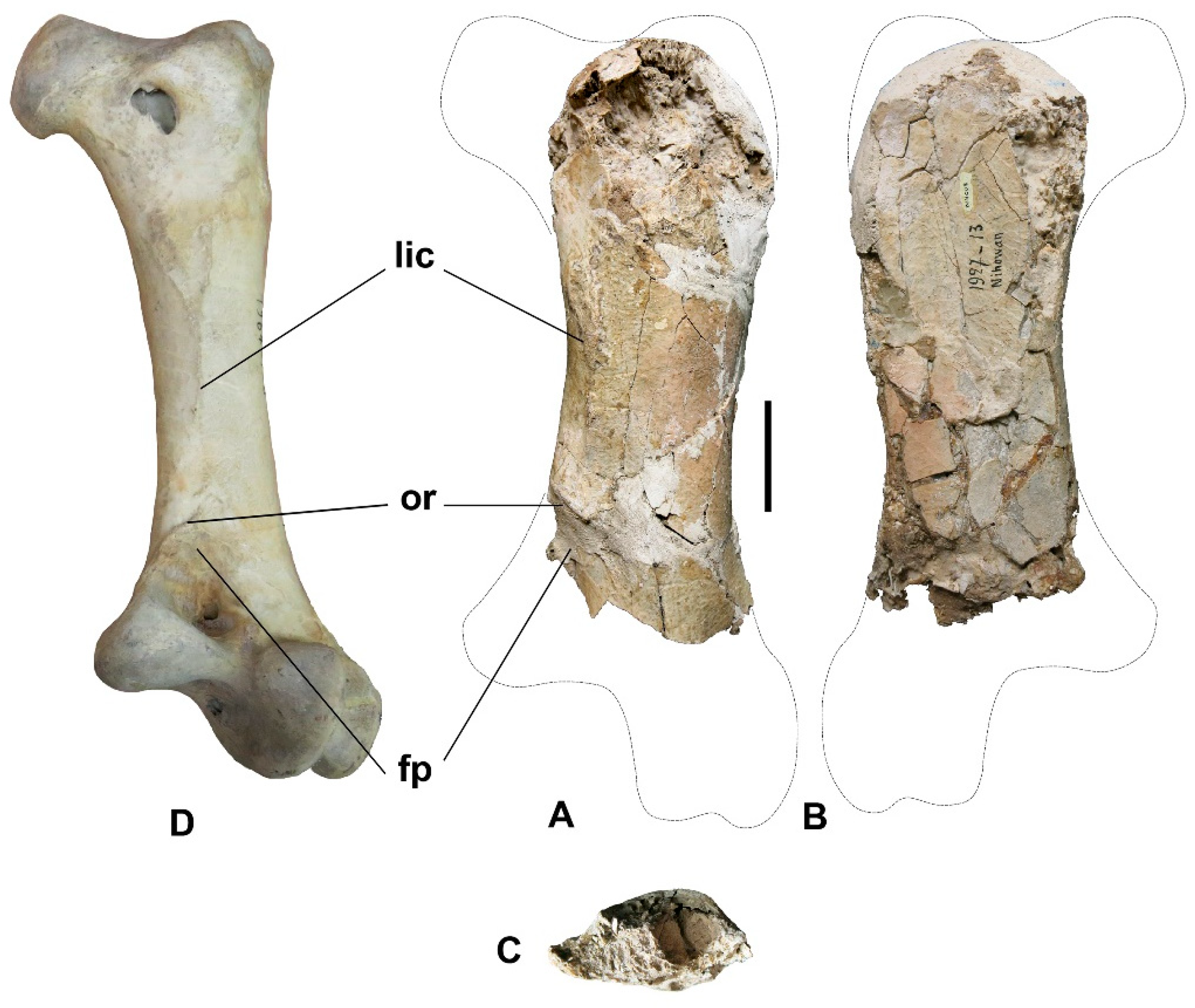 Diversity 13 00047 g002