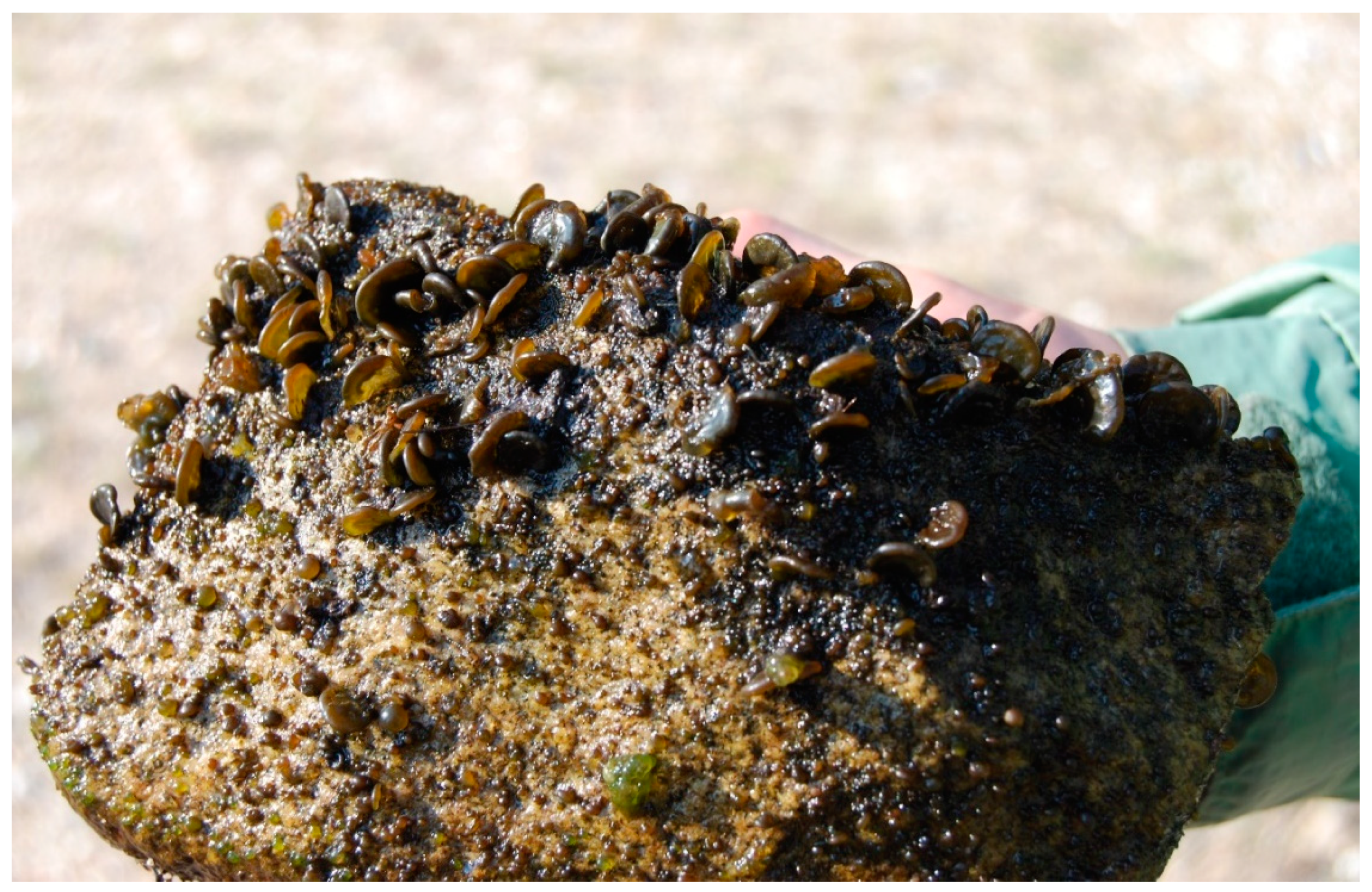 Diversity 13 00048 g0a6