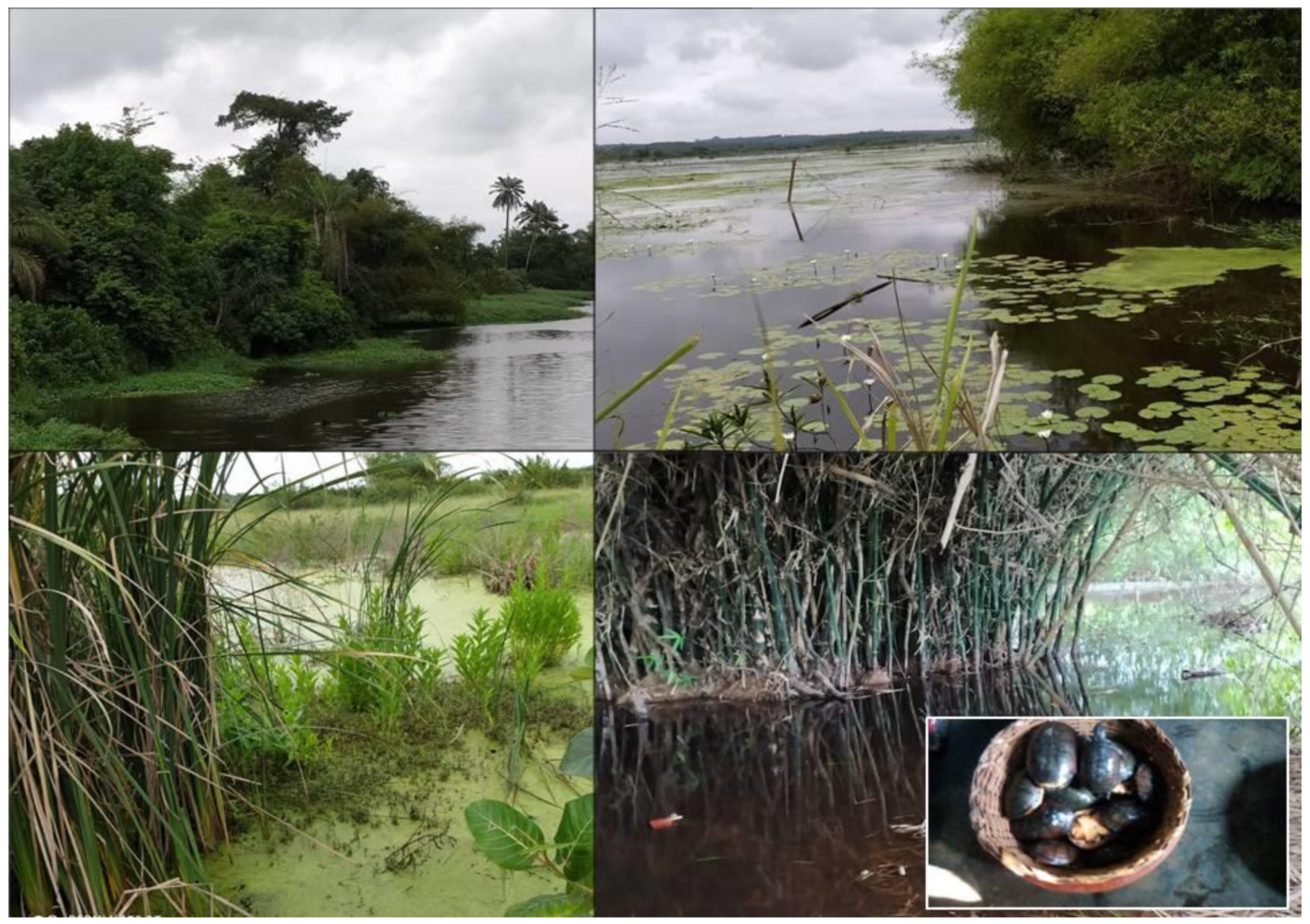 Diversity 13 00055 g003