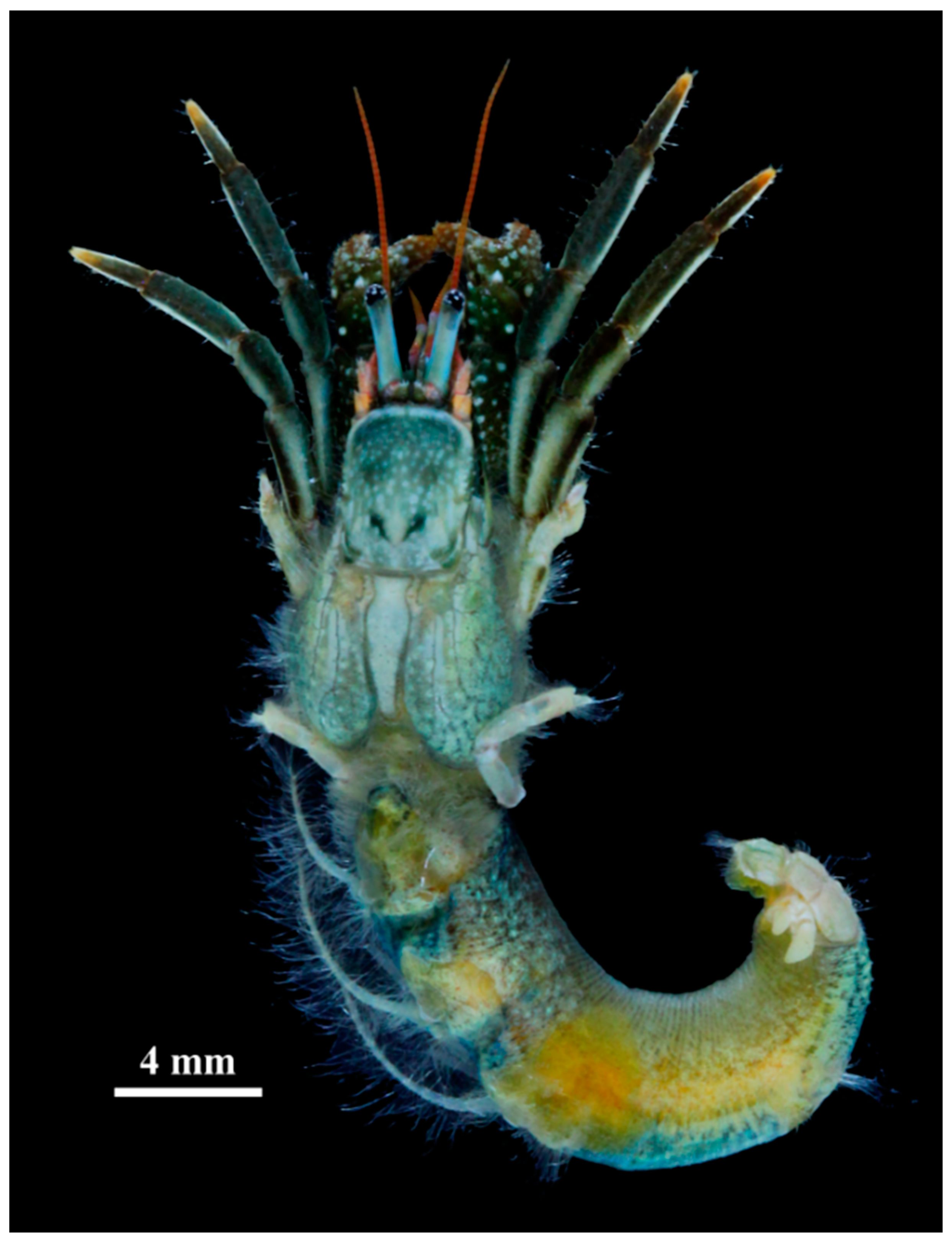 Diversity 13 00056 g001