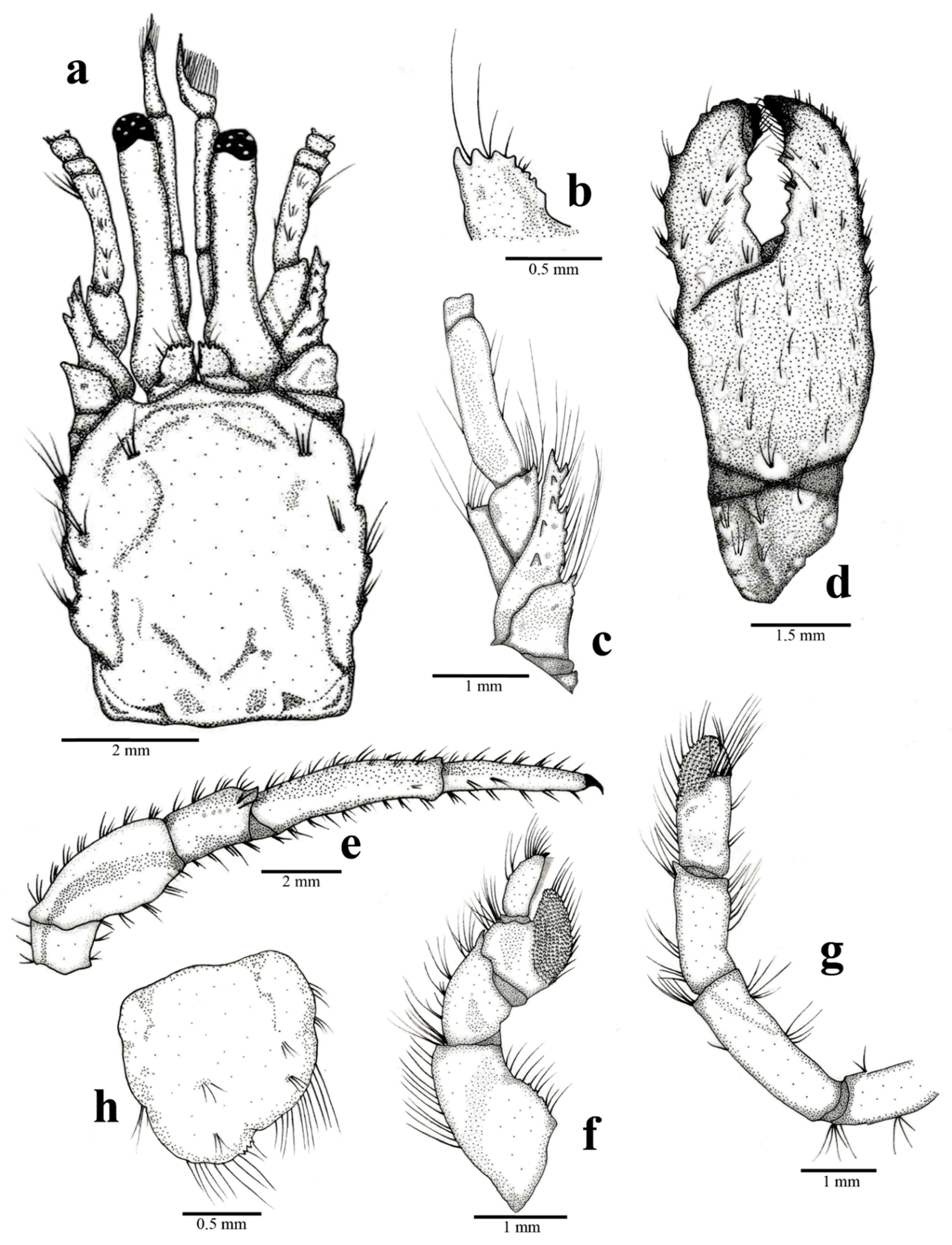 Diversity 13 00056 g009
