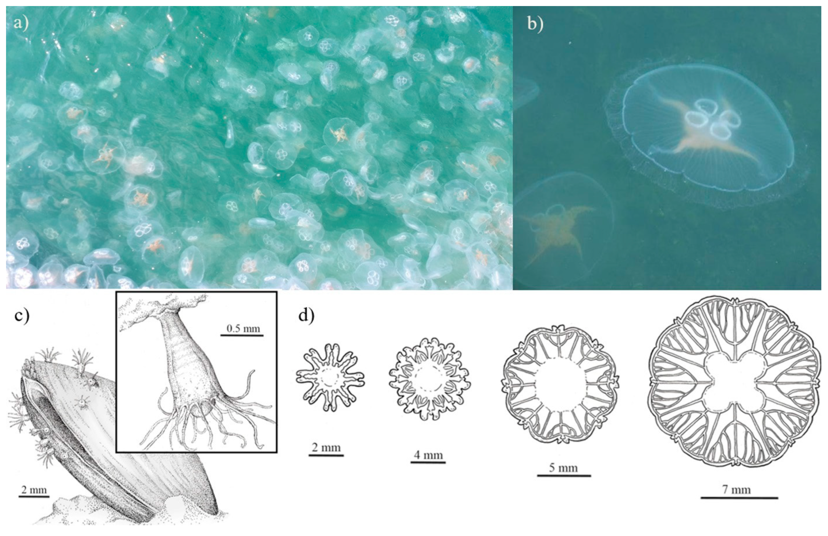 Diversity 13 00057 g002